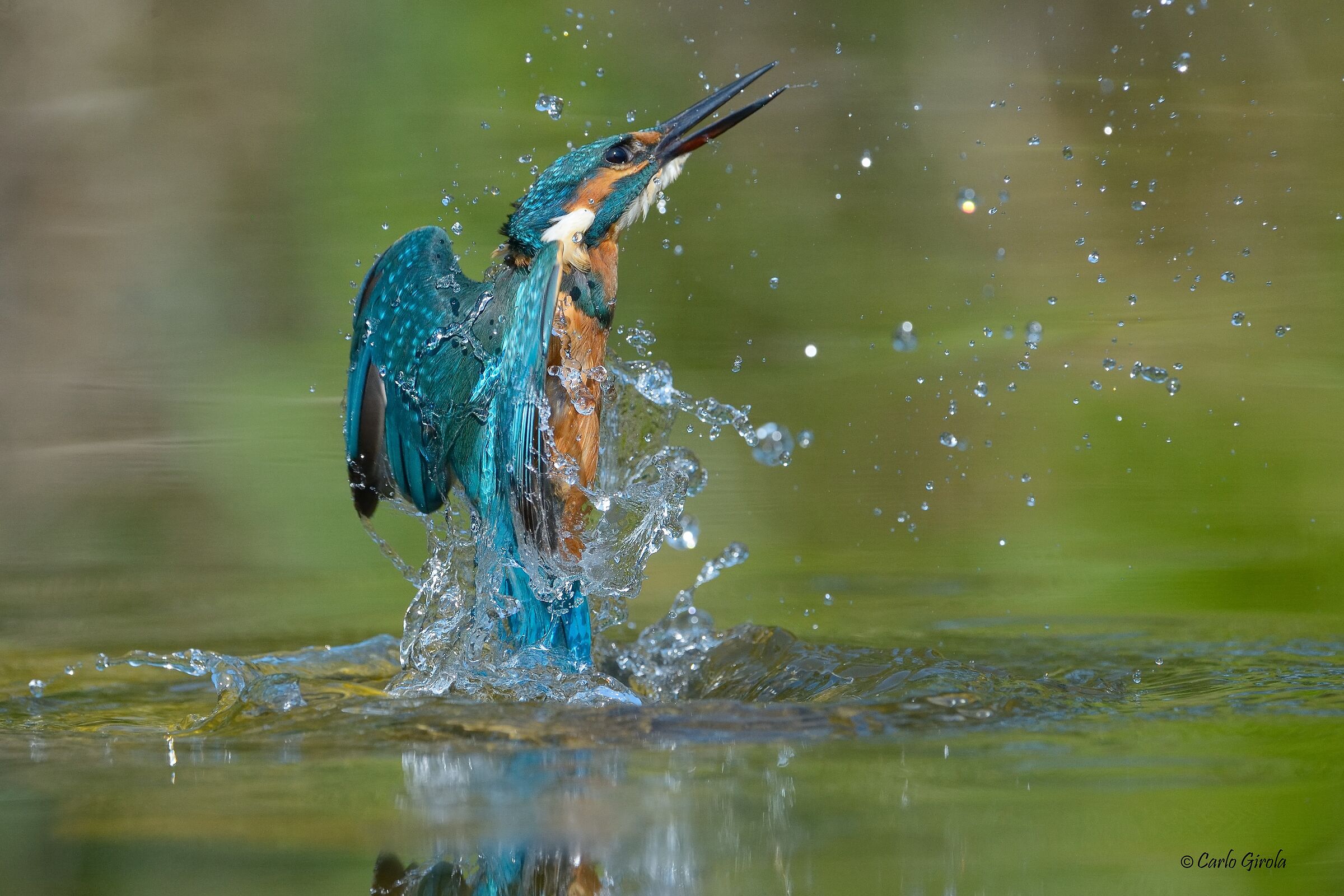 Martin pescatore (Alcedo atthis)