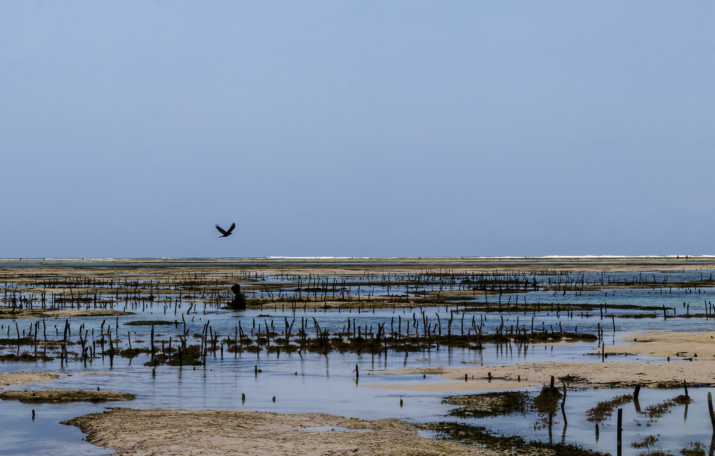 Working to grow seaweed