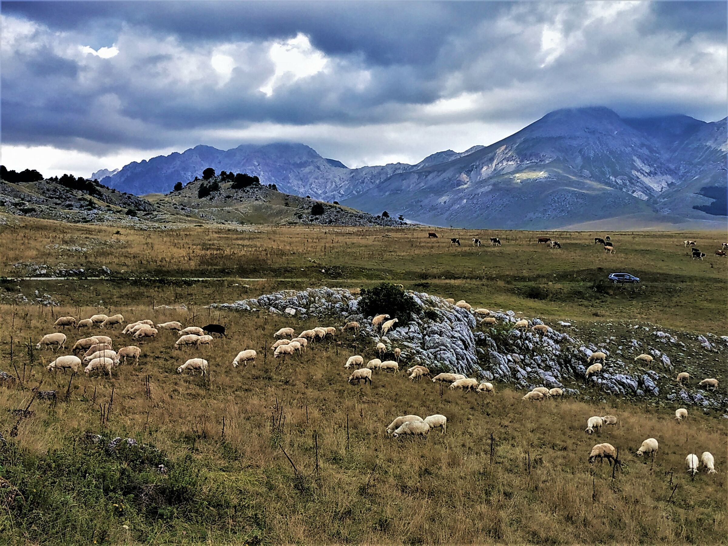 " Immunità di gregge"