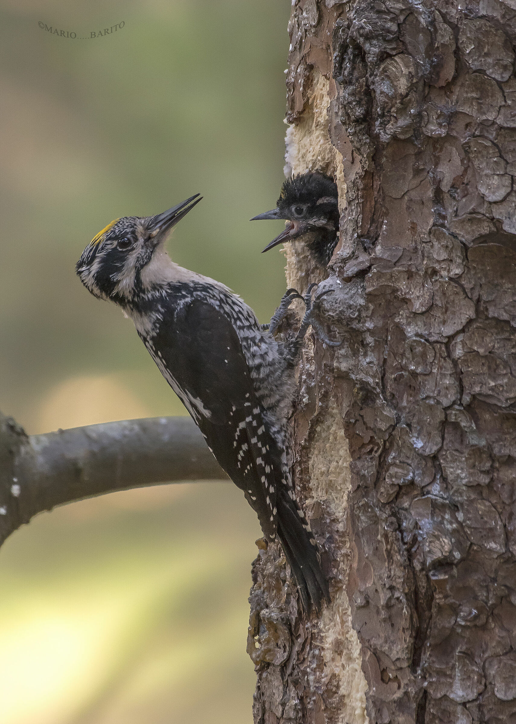 tridattilo con prole