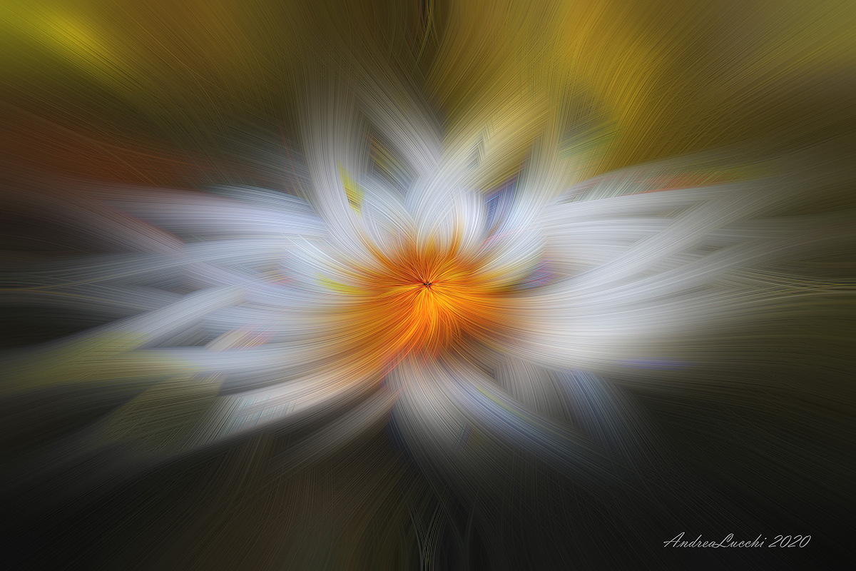 iterpretazione di una margherita