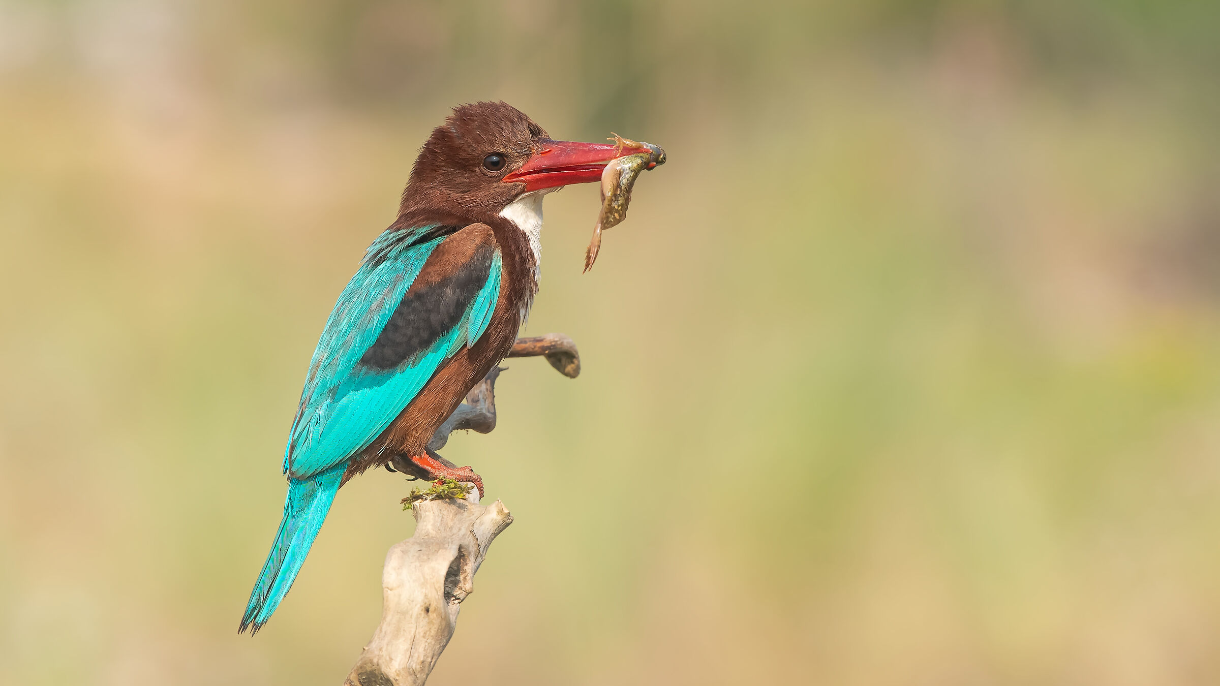 Halcyon smyrnensis - Kingfisher dalla gola bianca