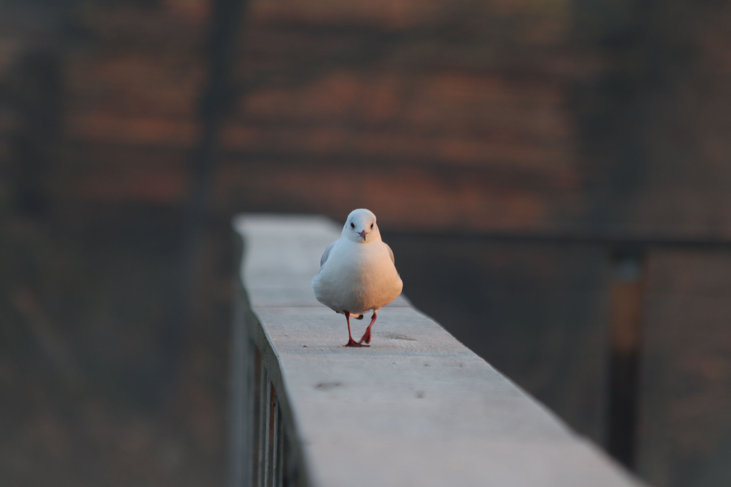 gabbiano a passeggio