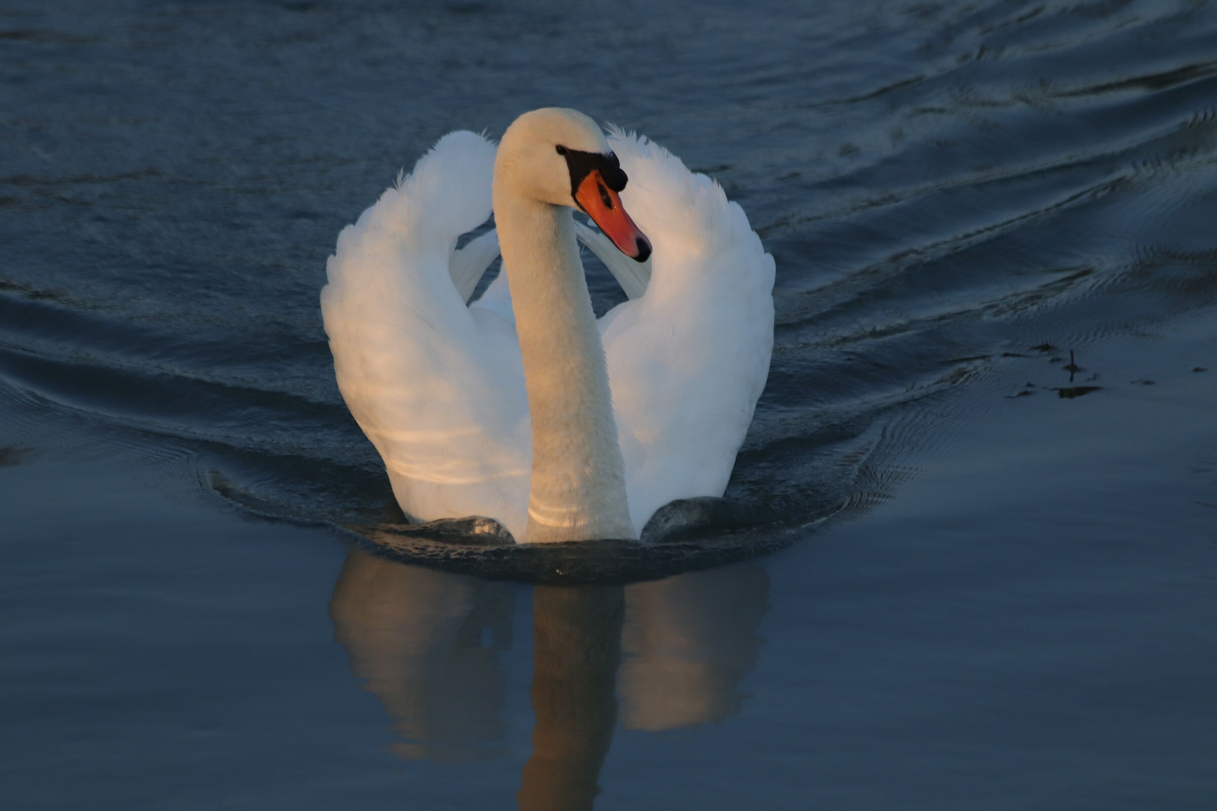 Boat swan