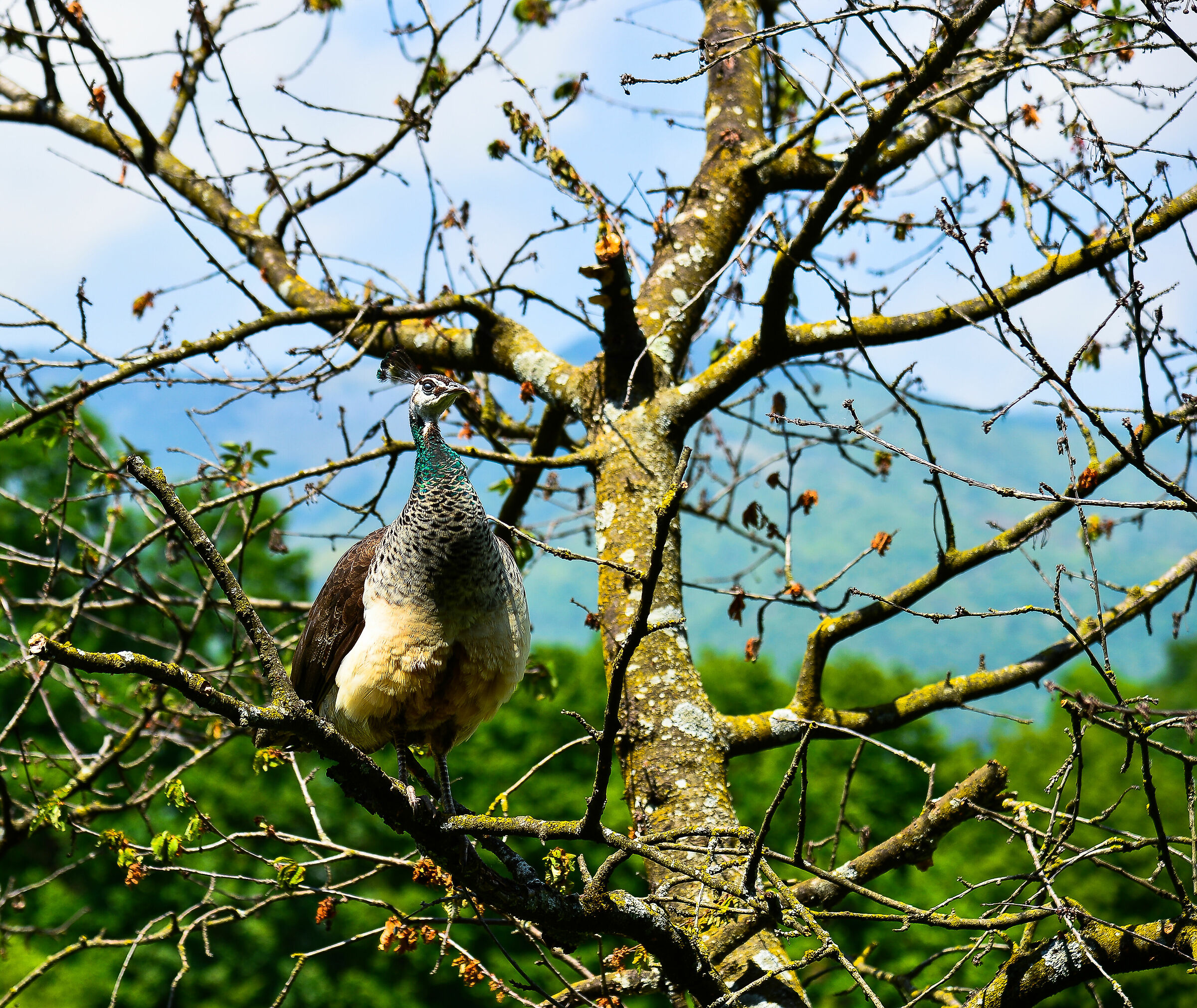 FEMALE PEACOCK