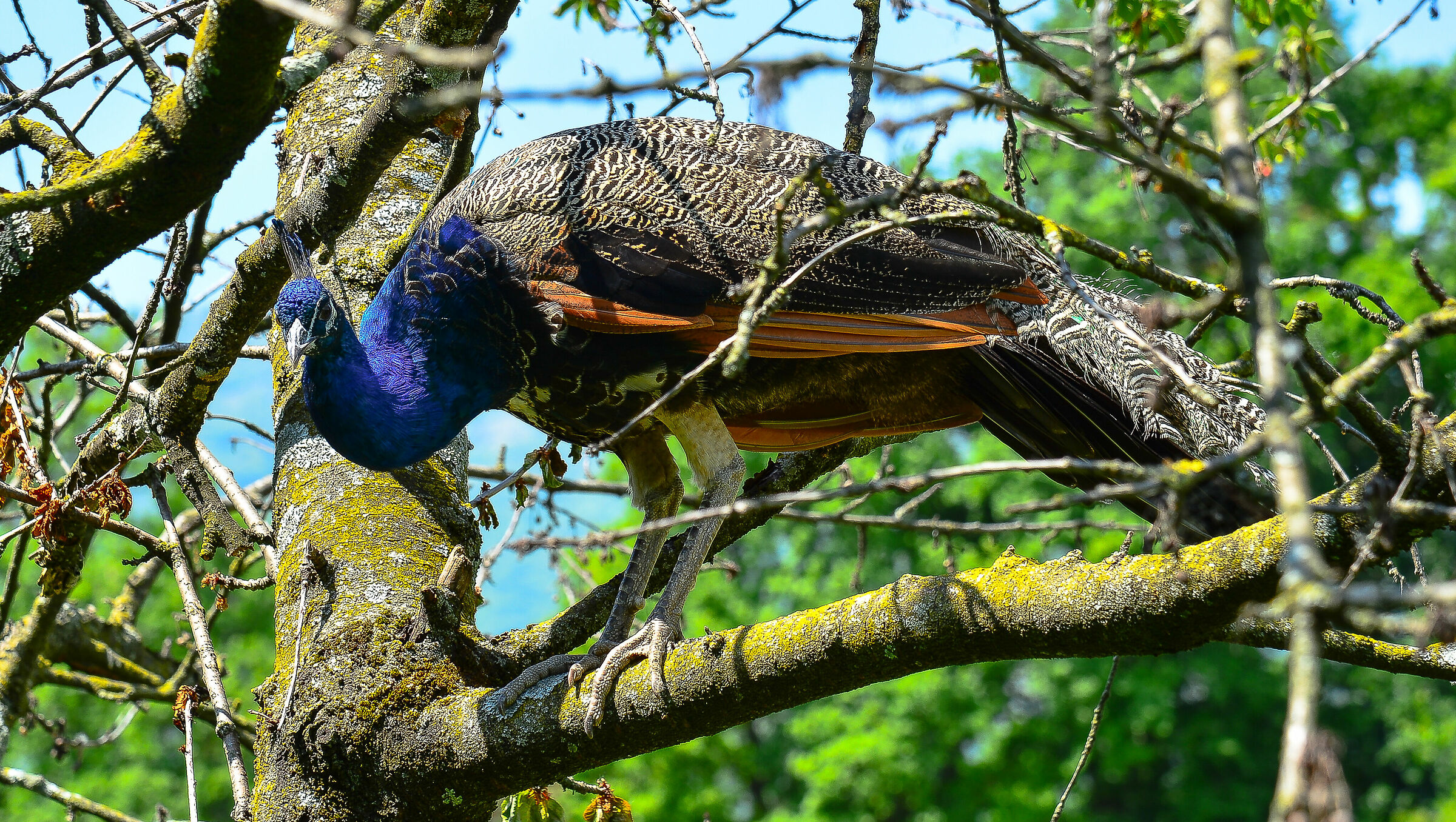 MALE PEACOCK