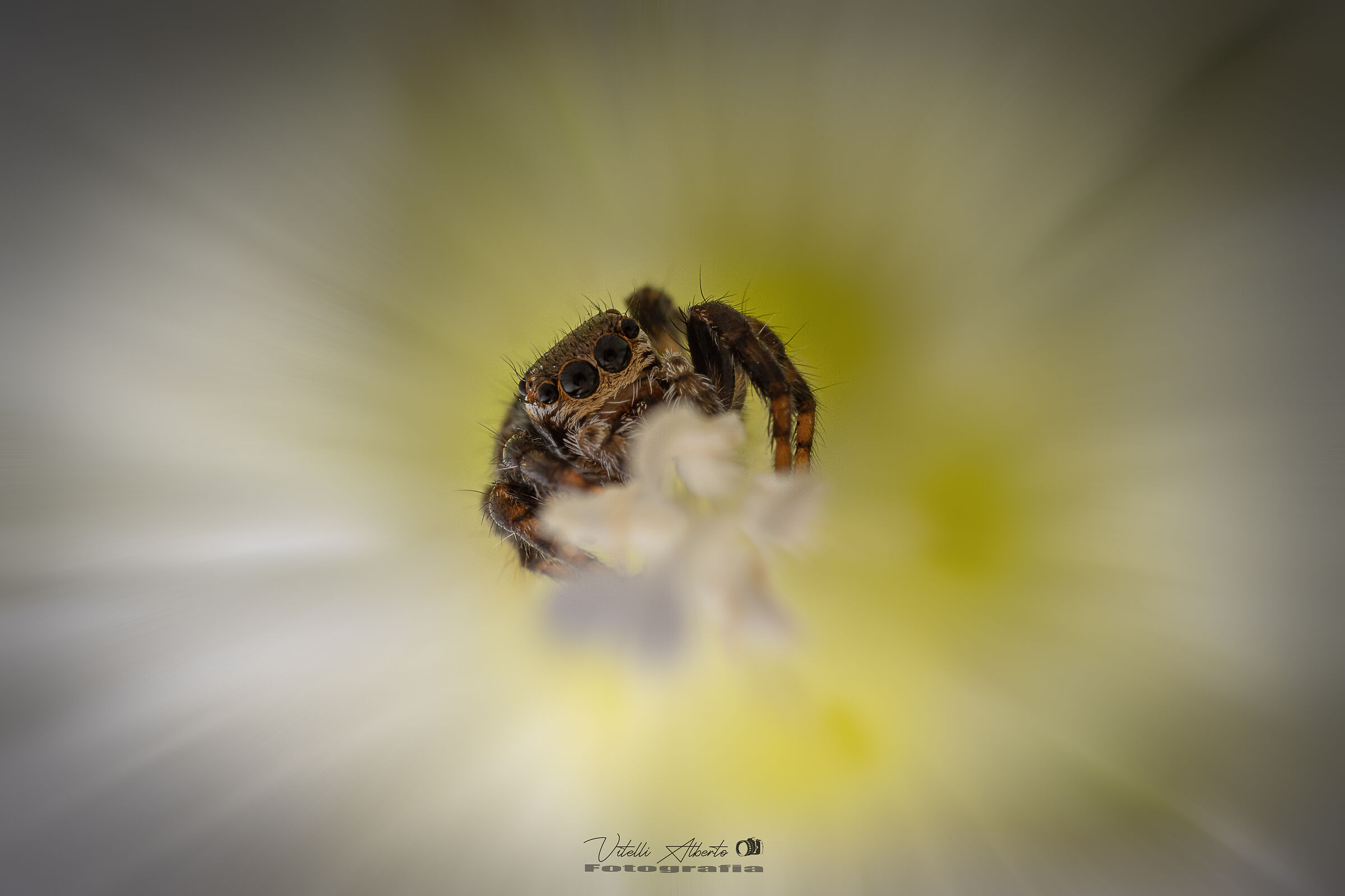 Inside a flower