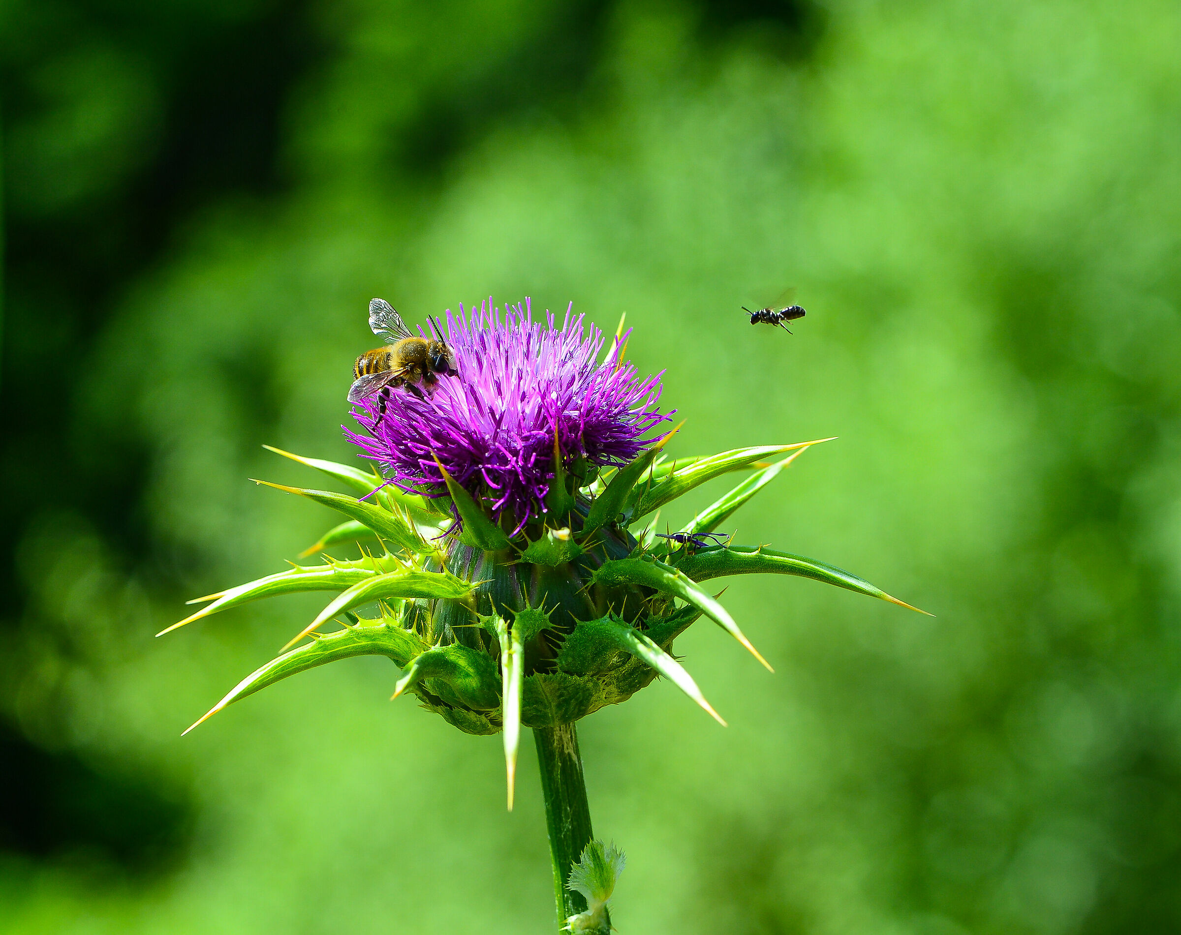 The bumblebee