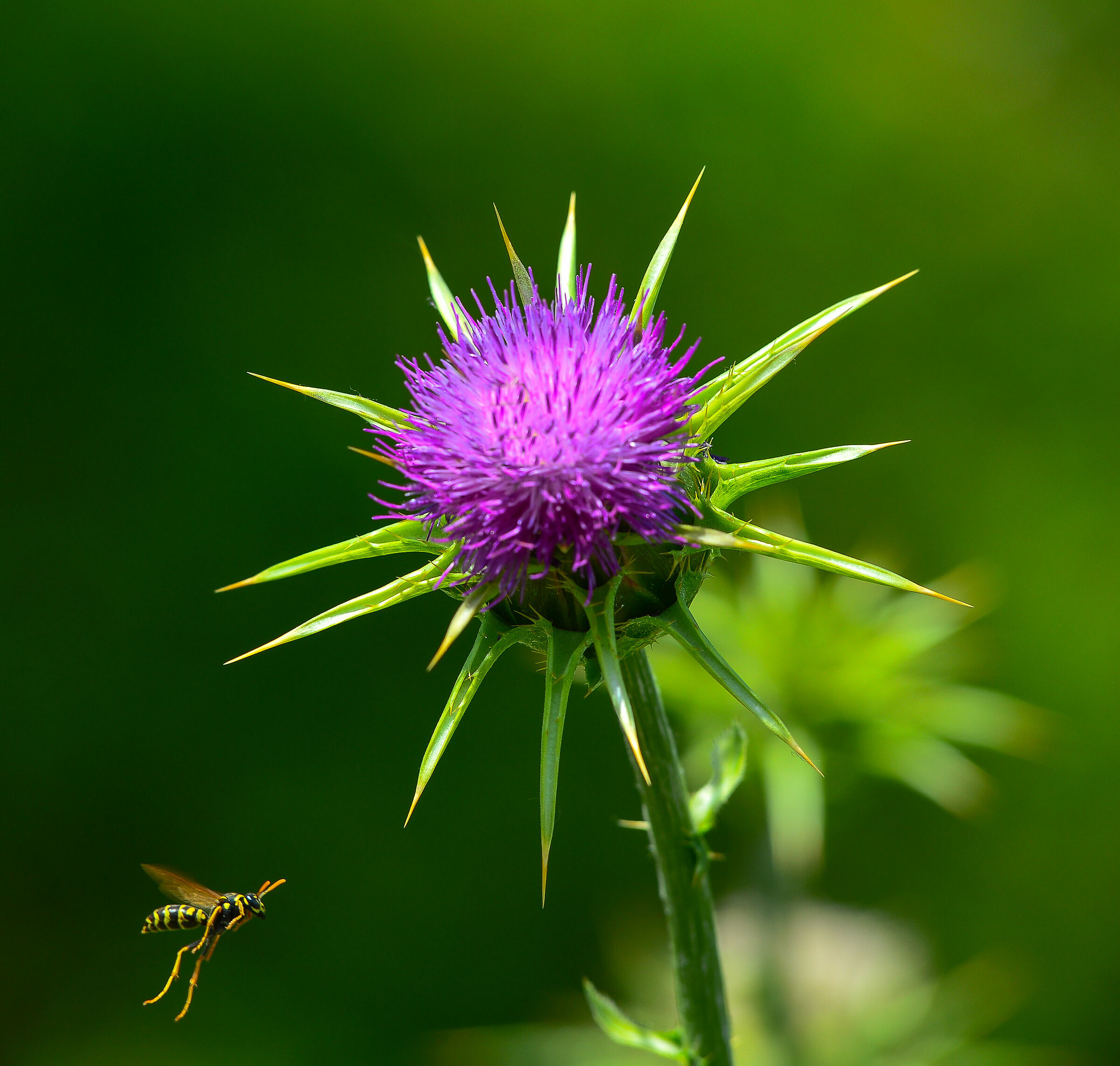 The Wasp