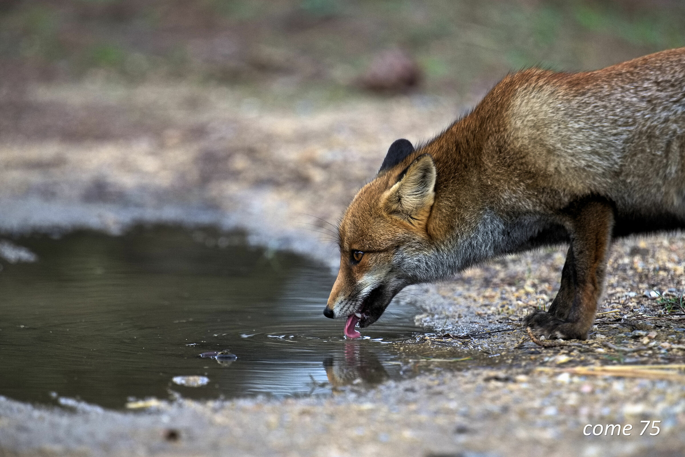 Fox