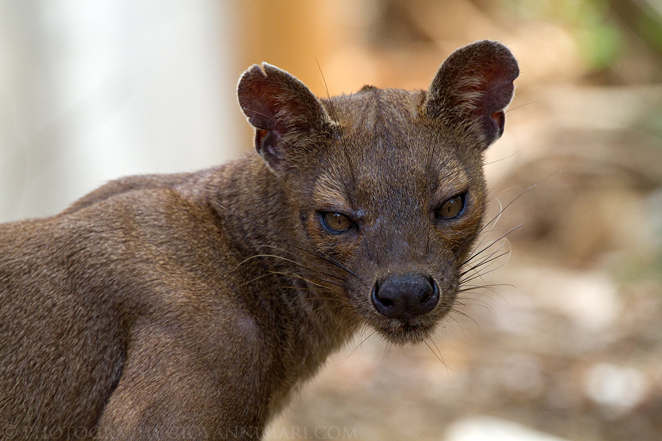 Fossa, Ritratto