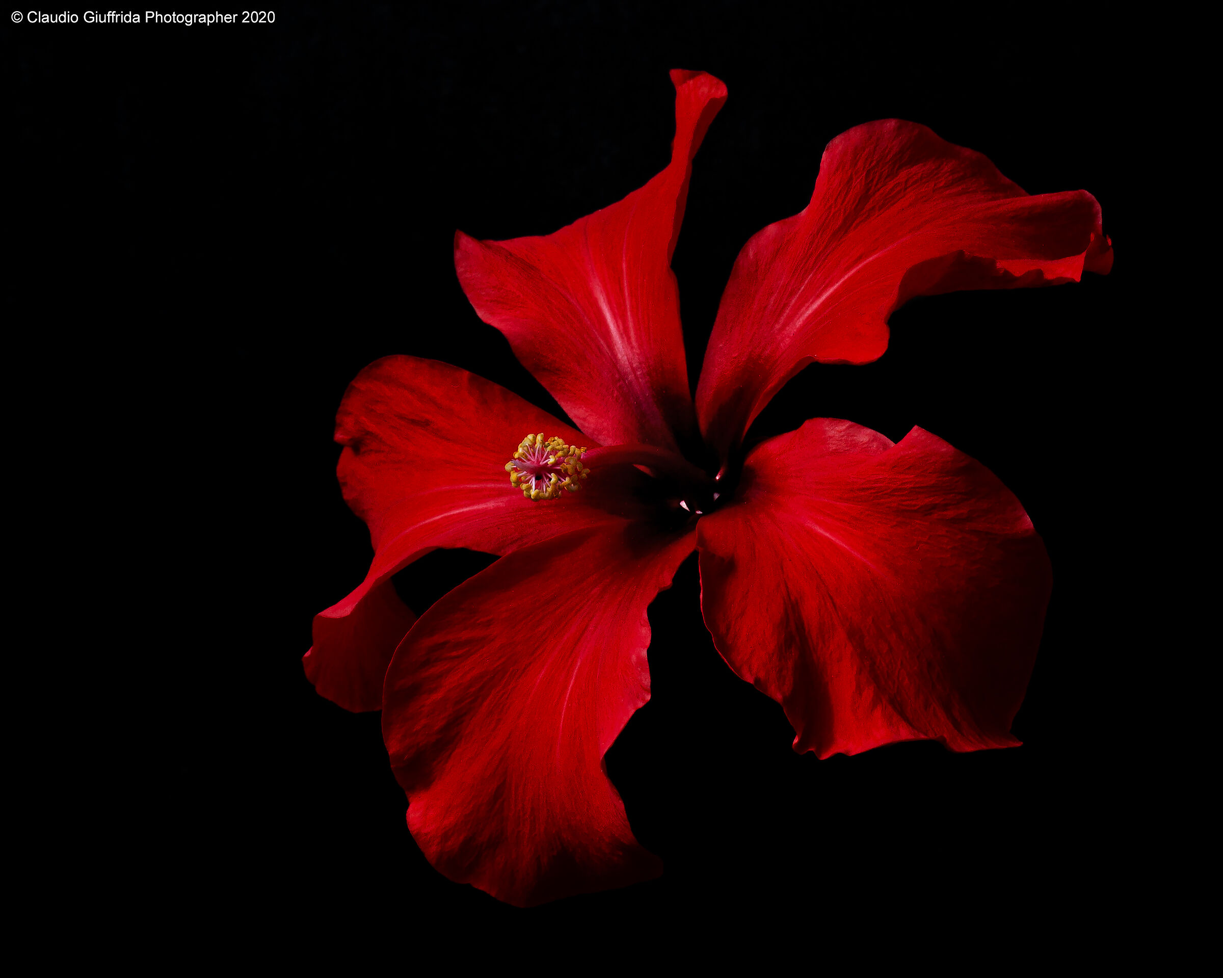 Hibiscus