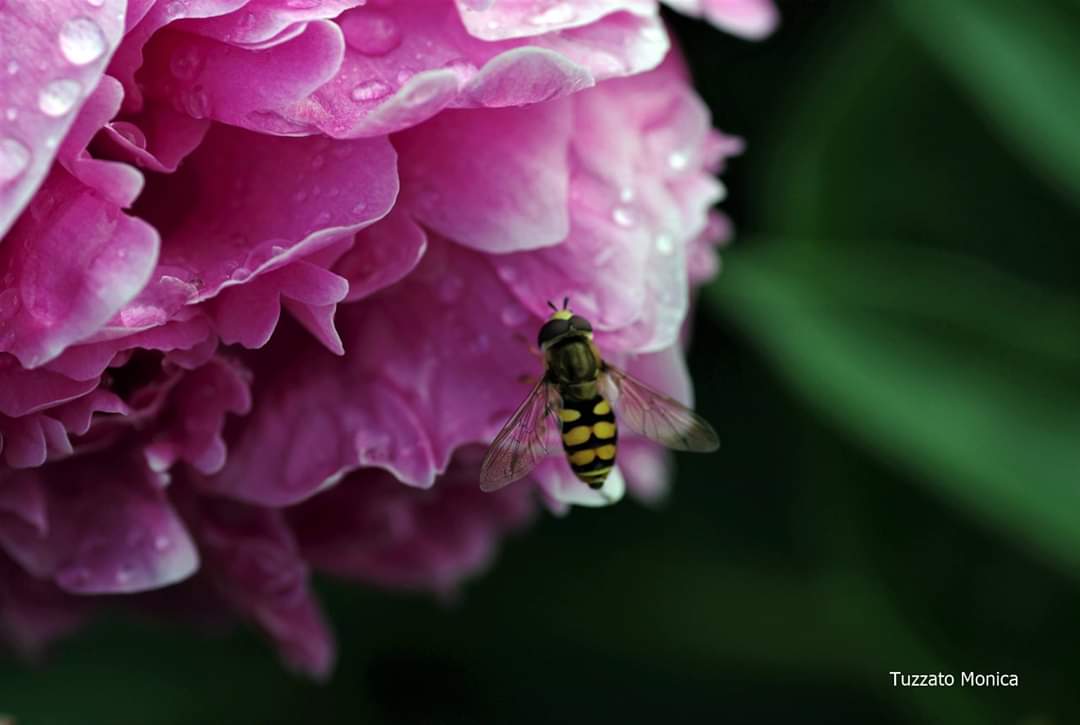 New guests to photograph