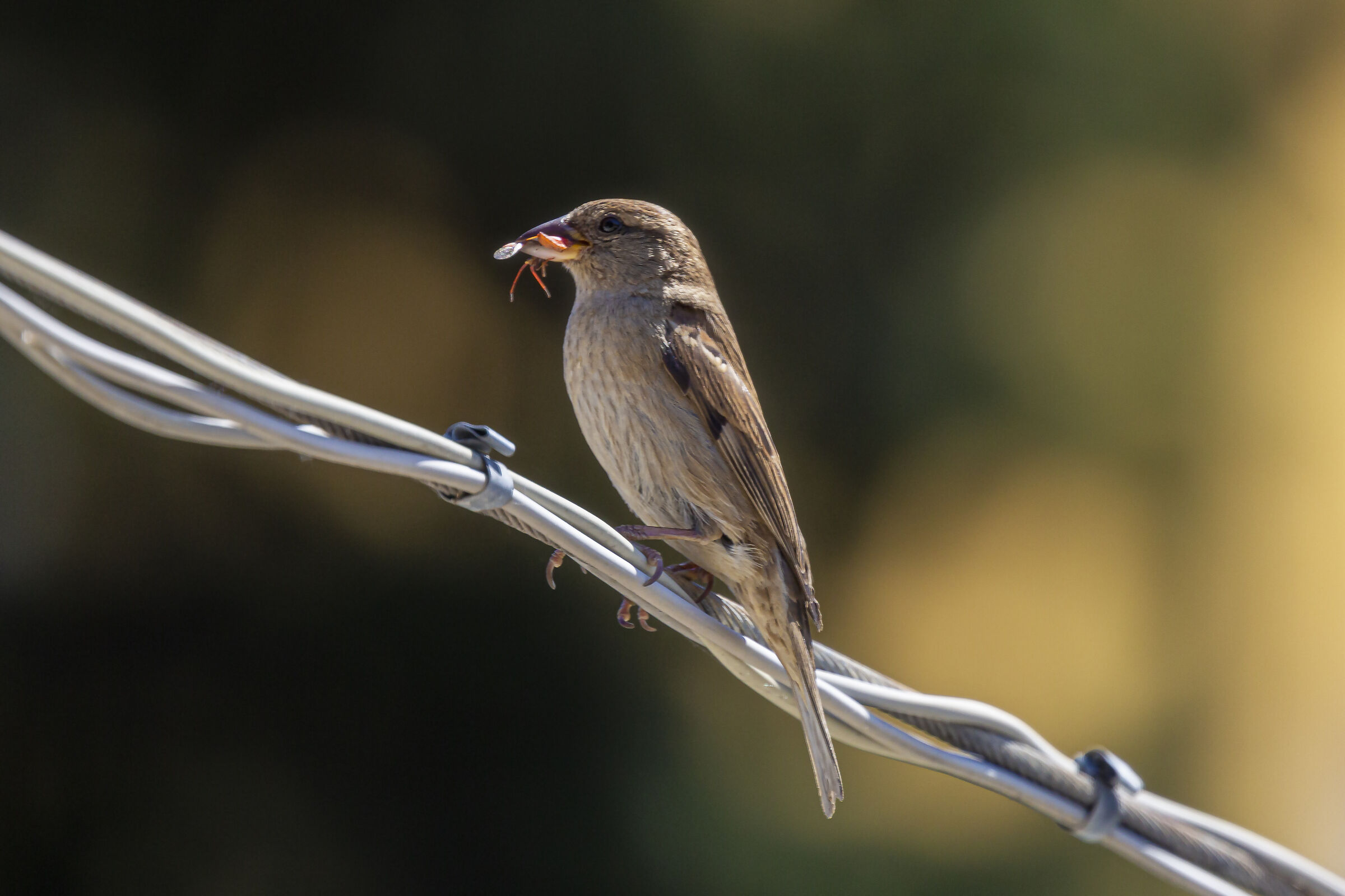 Il Passero solitario