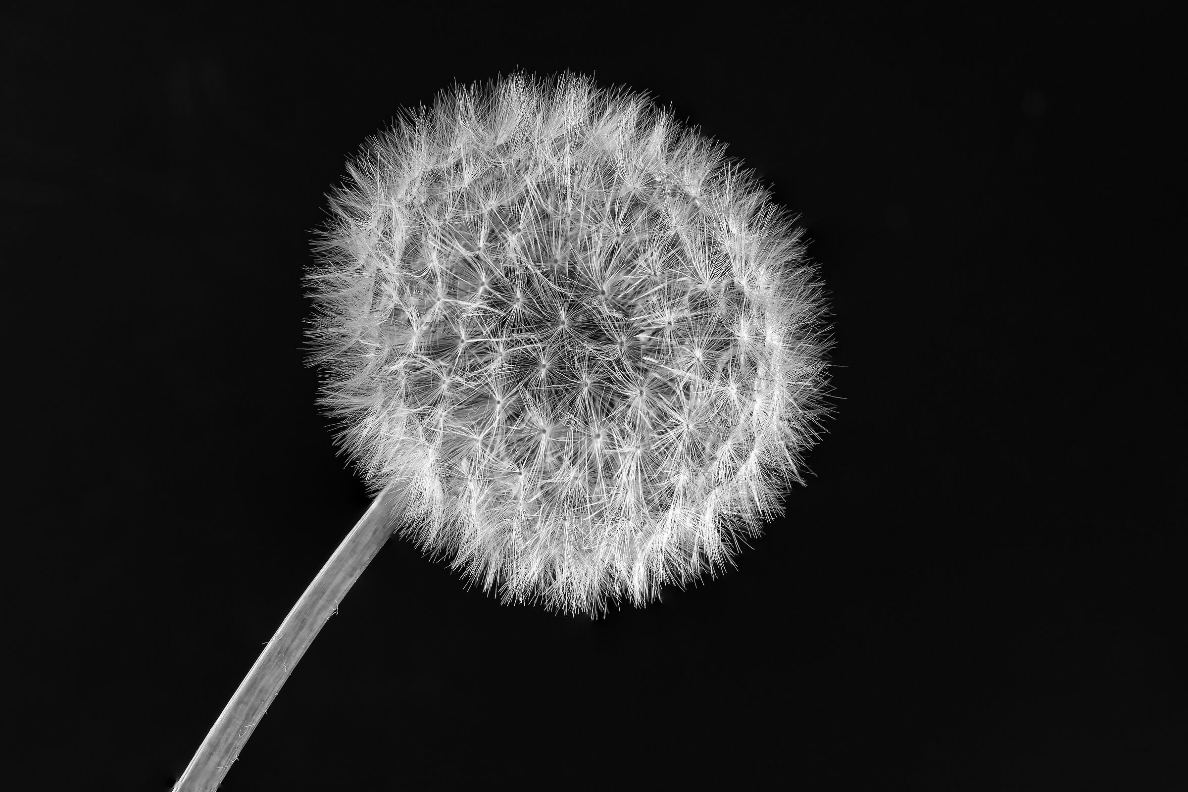 Dandelion