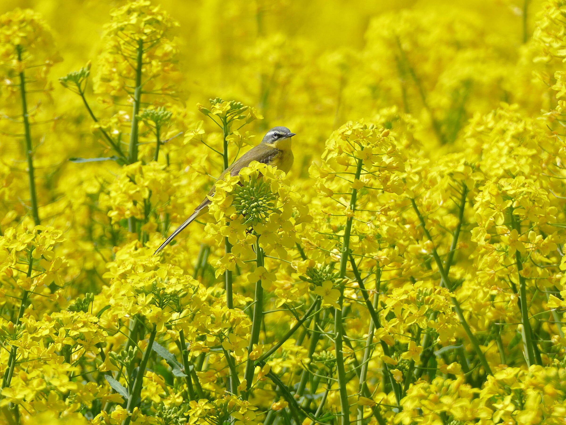 Wagtail giallo 1