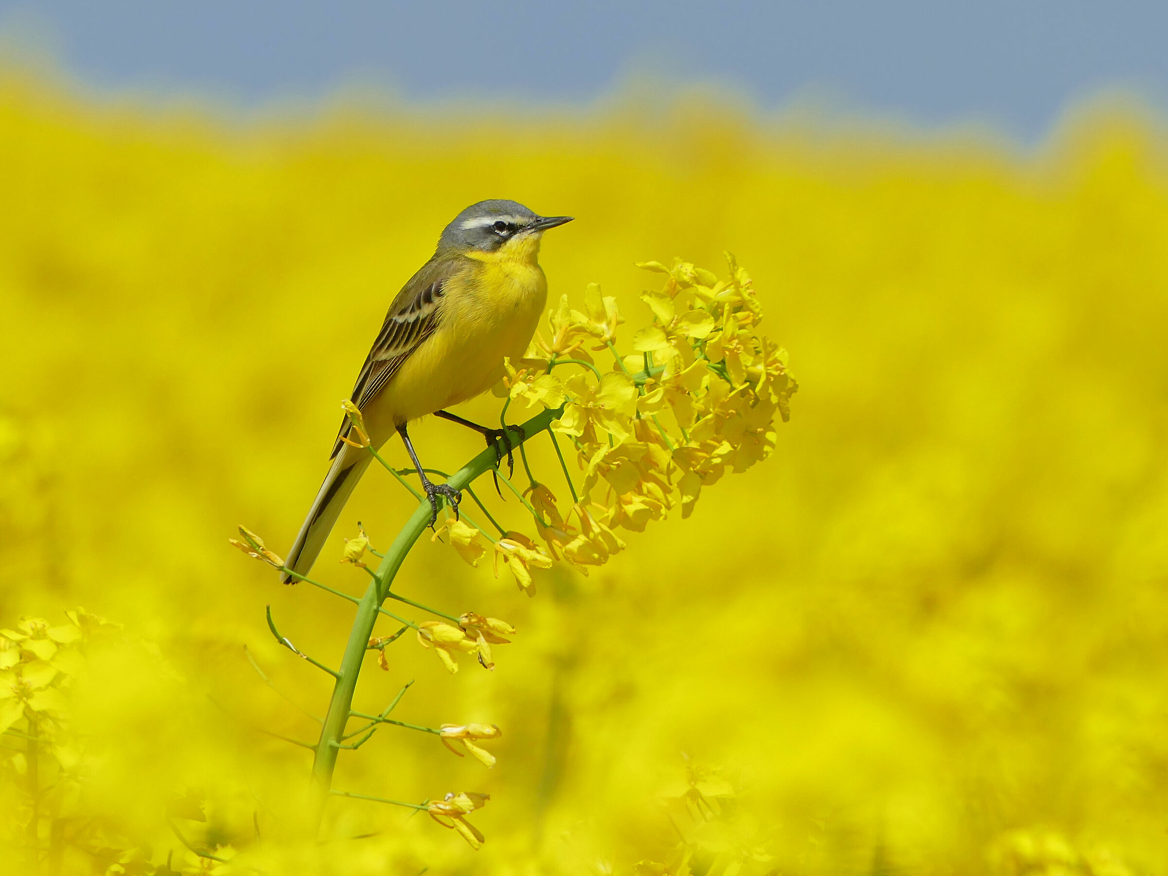 Wagtail giallo 2