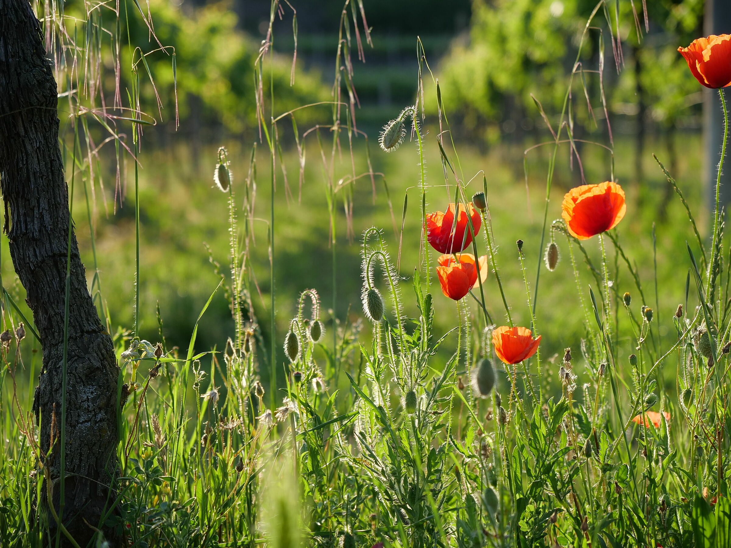 poppies bordovigna