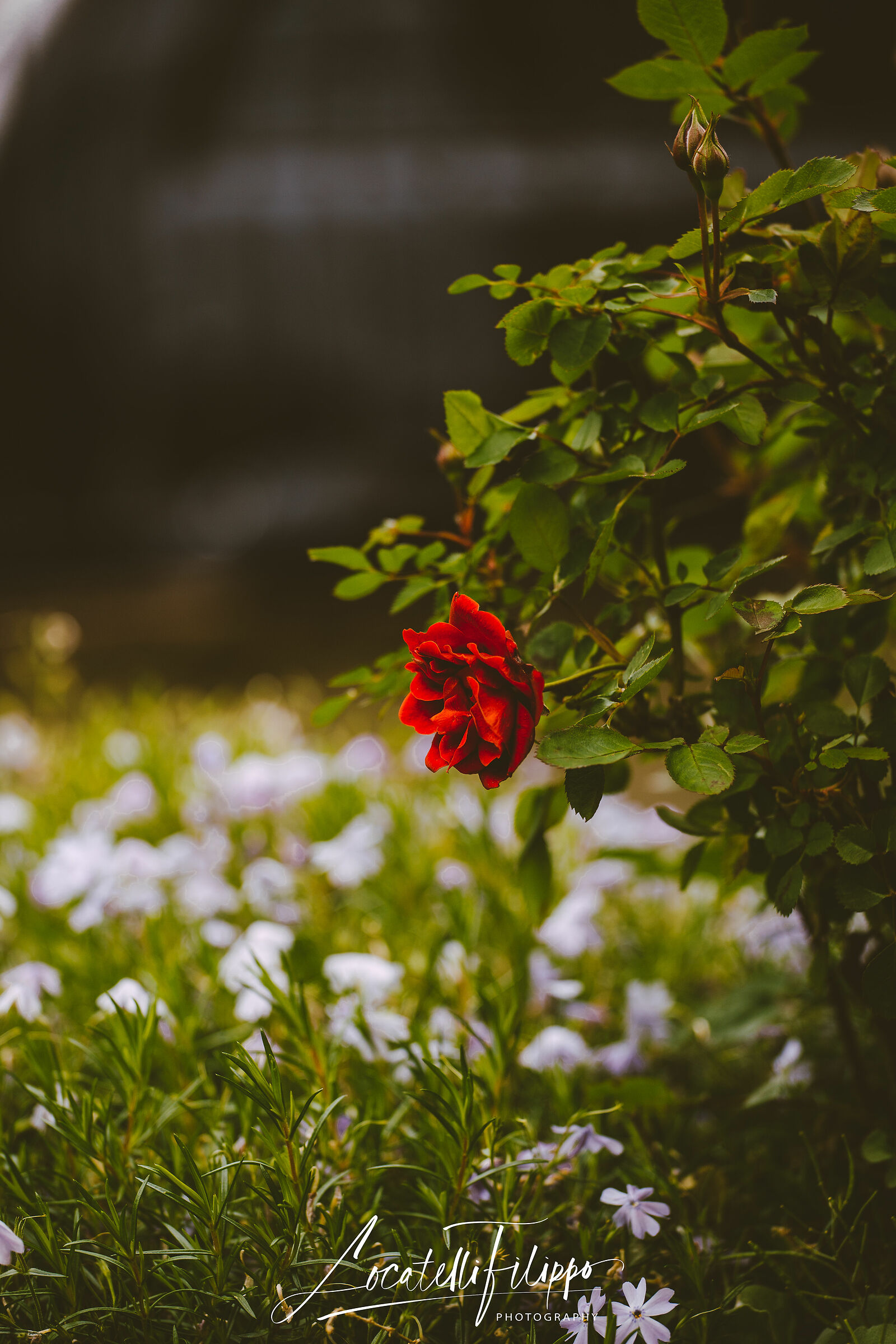 La quarantena e le foto in giardino