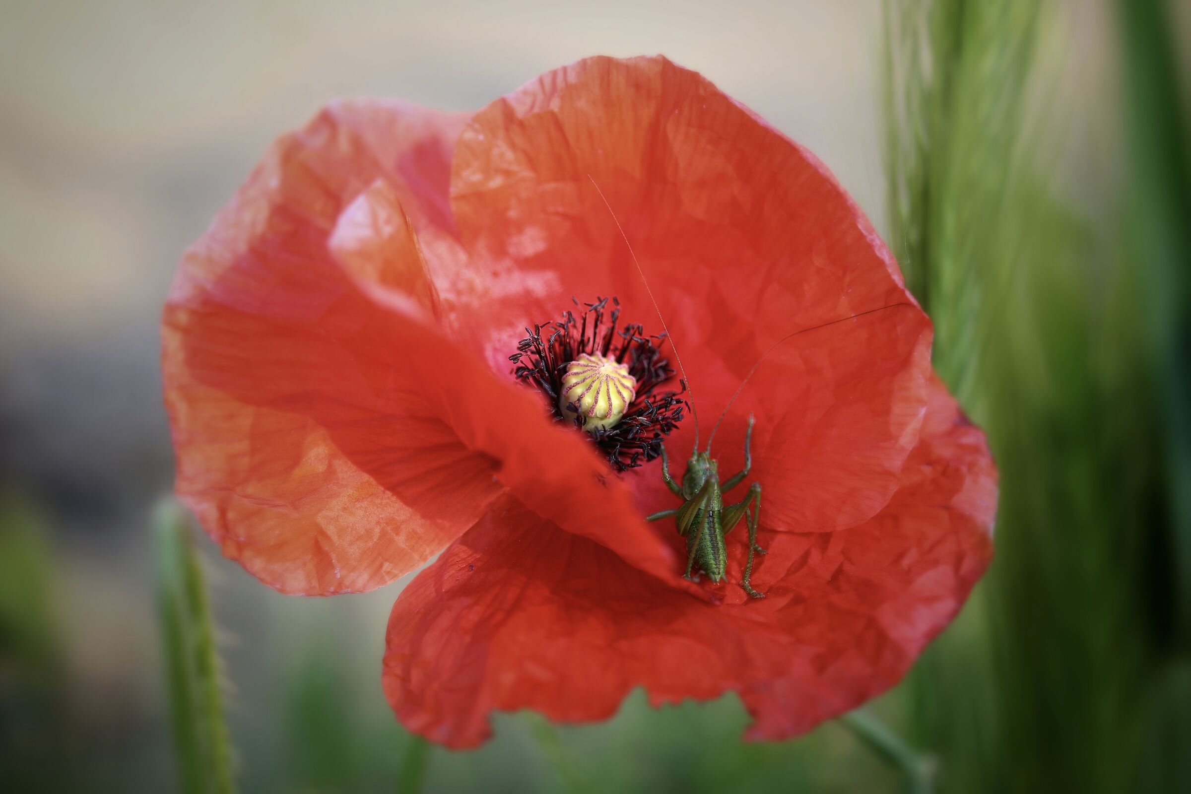 Papavero con ospite.