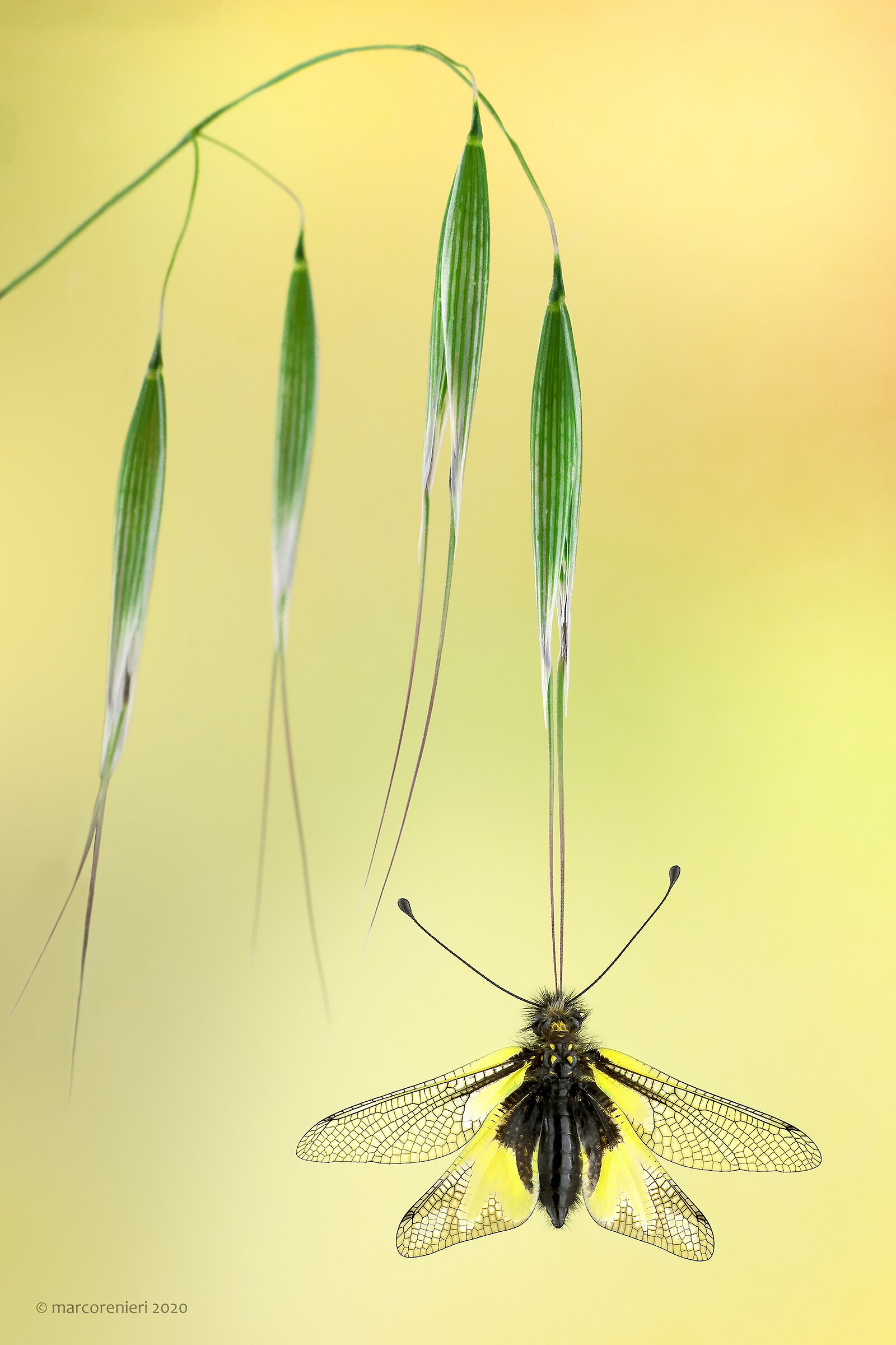 Libelloides coccajus