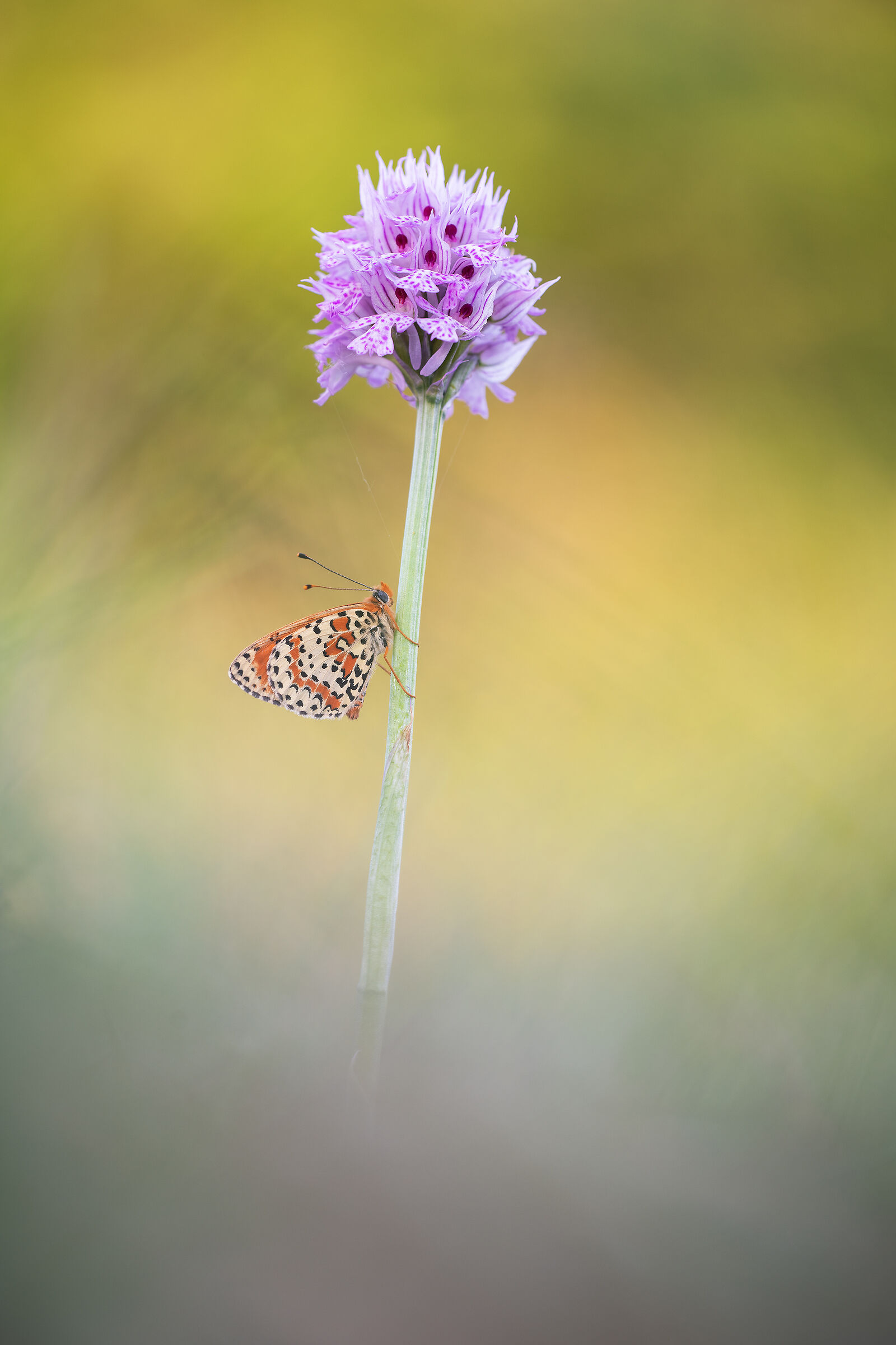 Neotinea tridentata con Melitaea didyma
