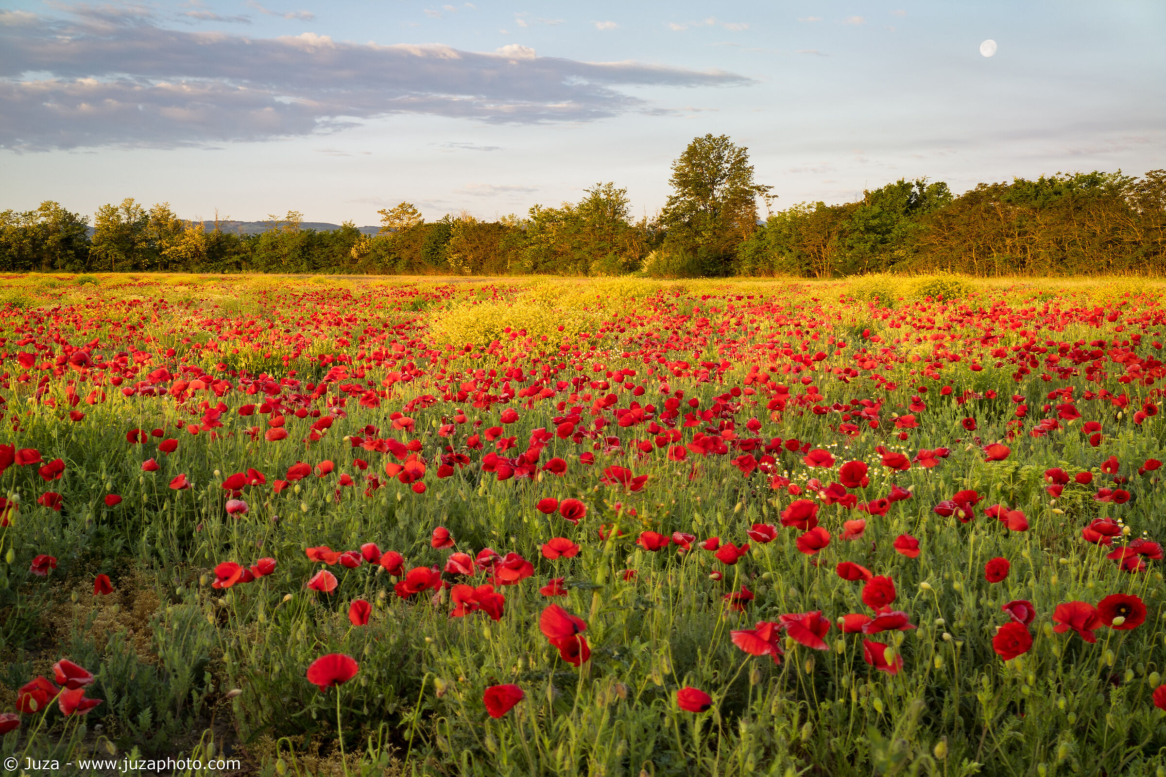 Among the poppies, at dawn