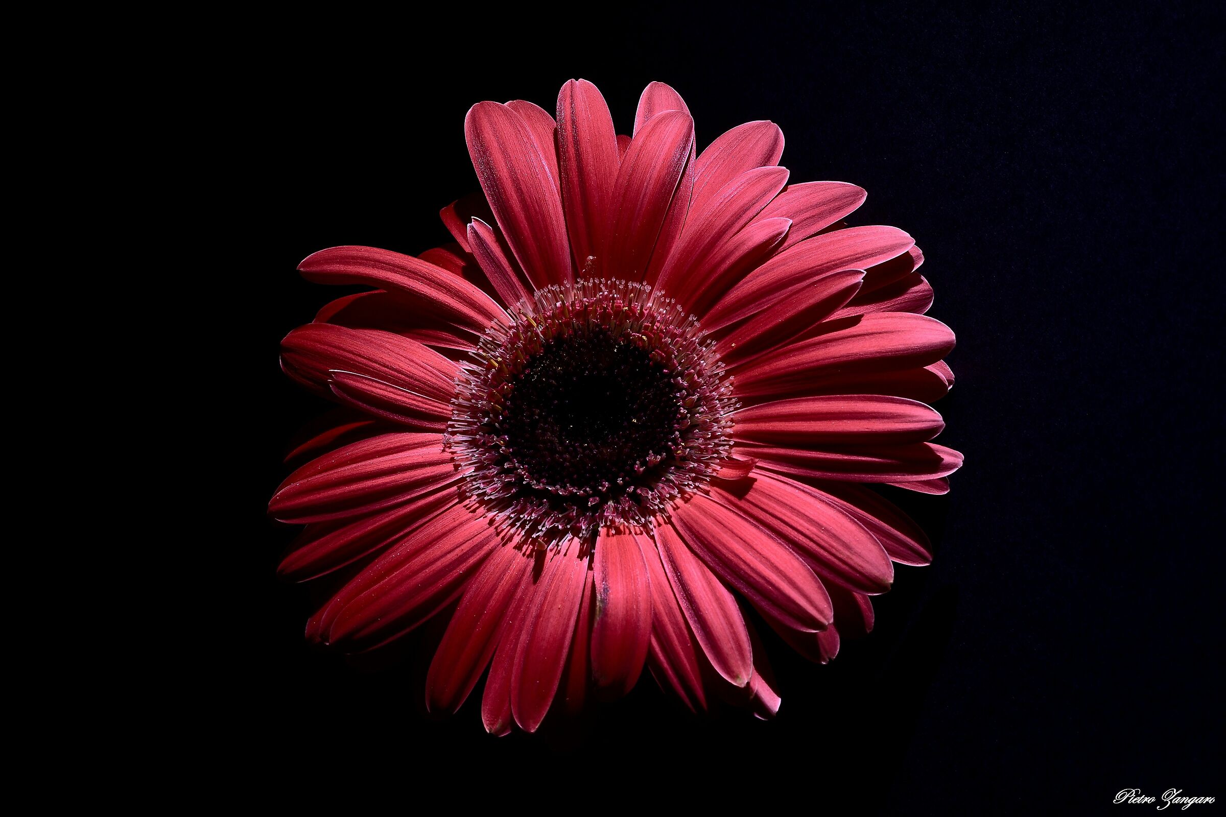 Gerbera
