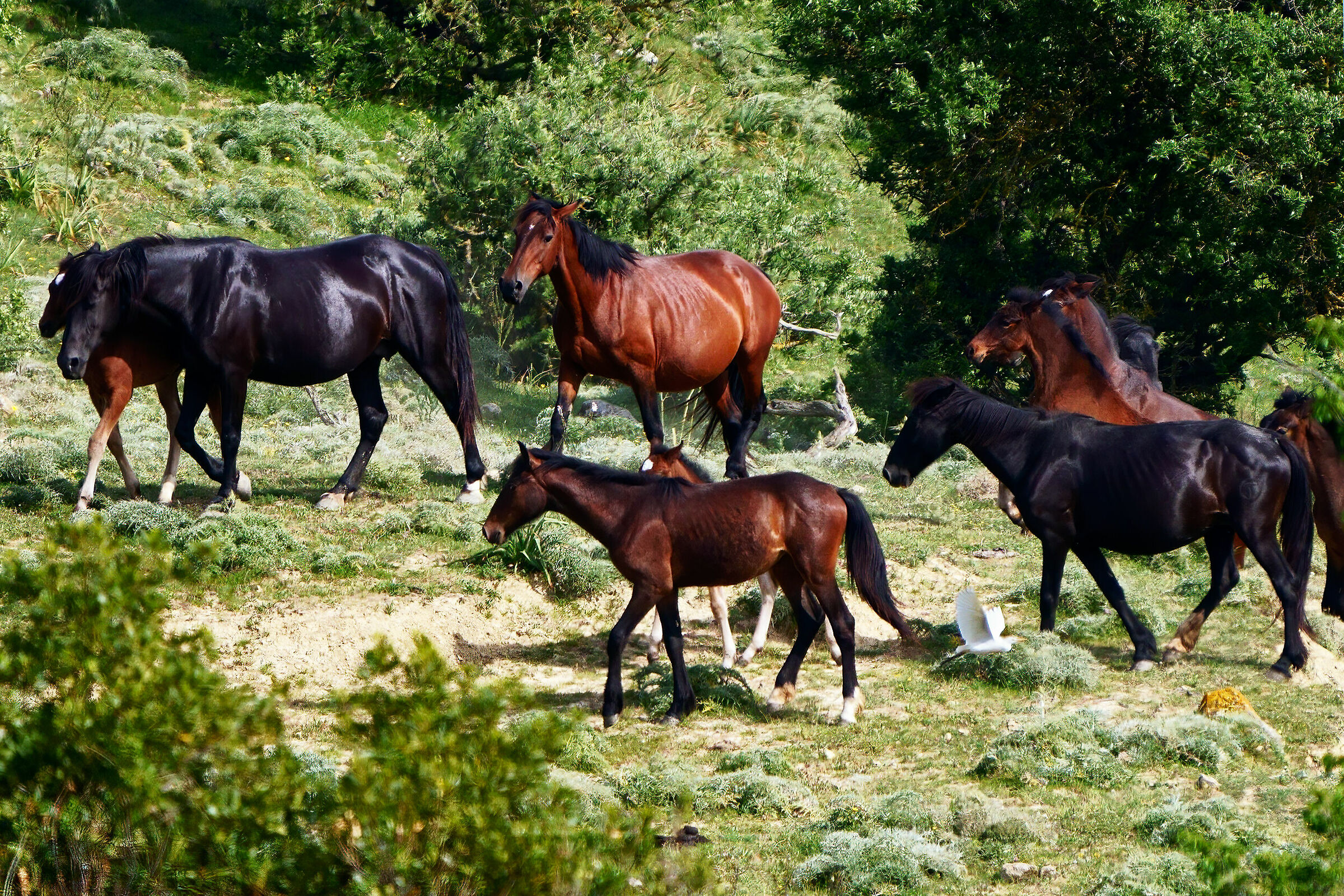 Cavalli sui monti della Tolfa