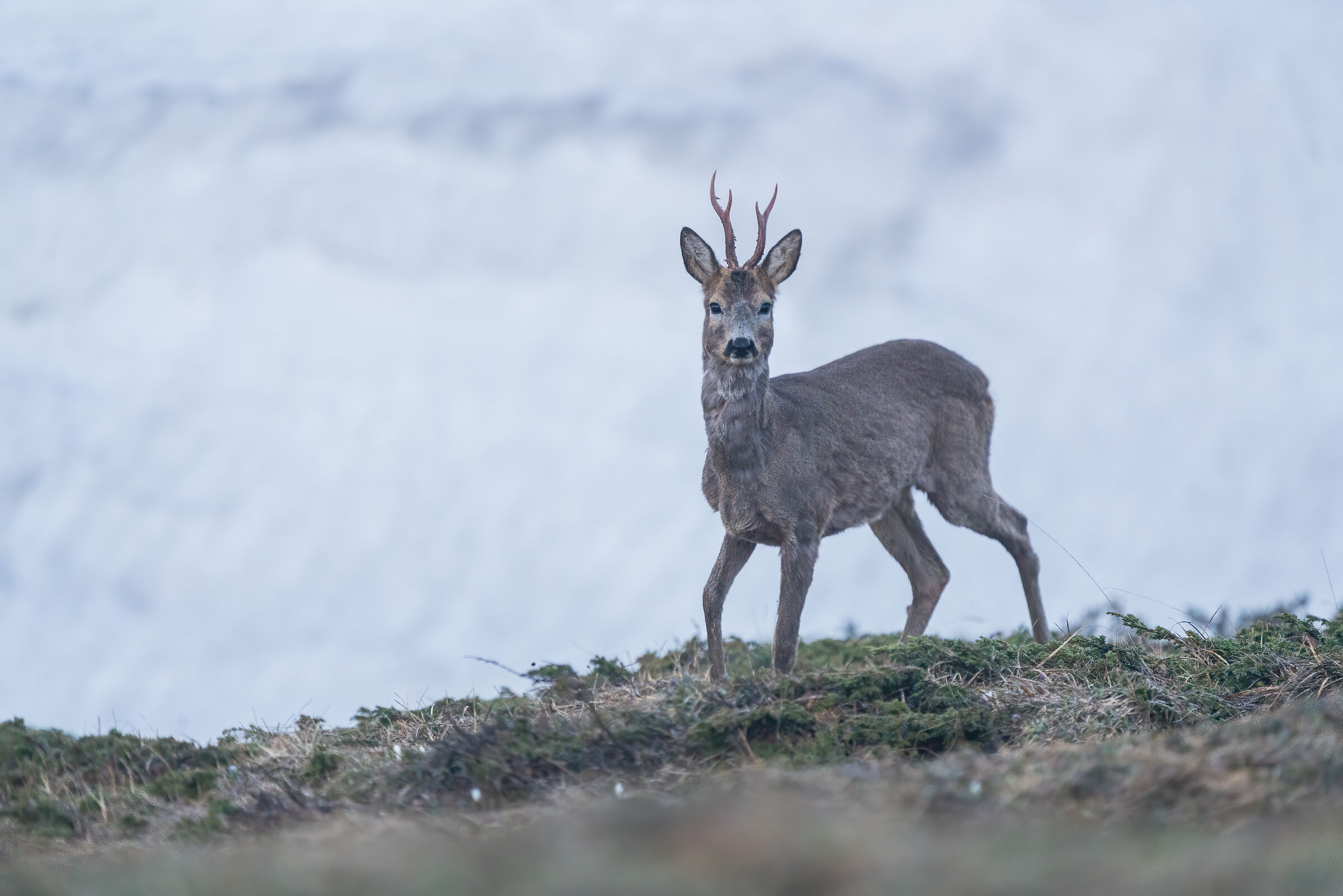 Capriolo prima dell'alba