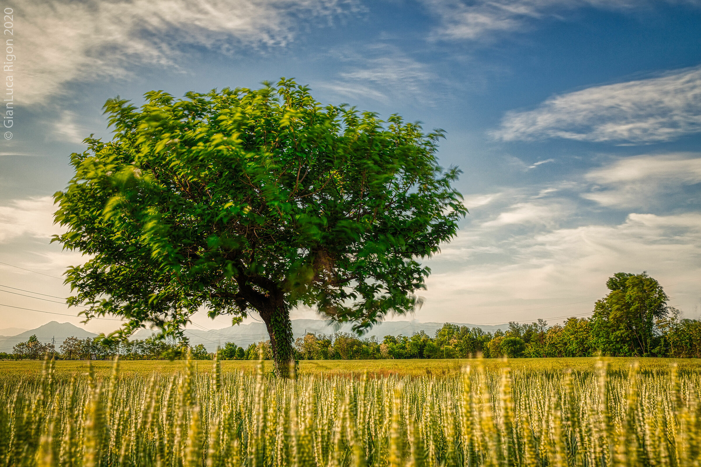 Campagna di Maggio