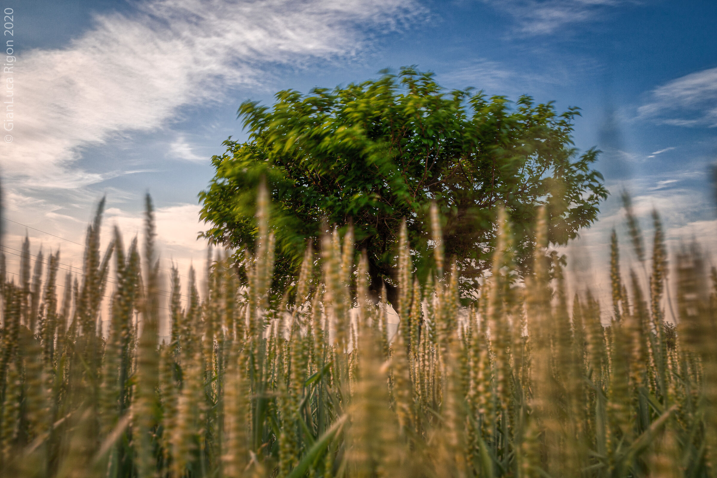 Il frumento e l'albero
