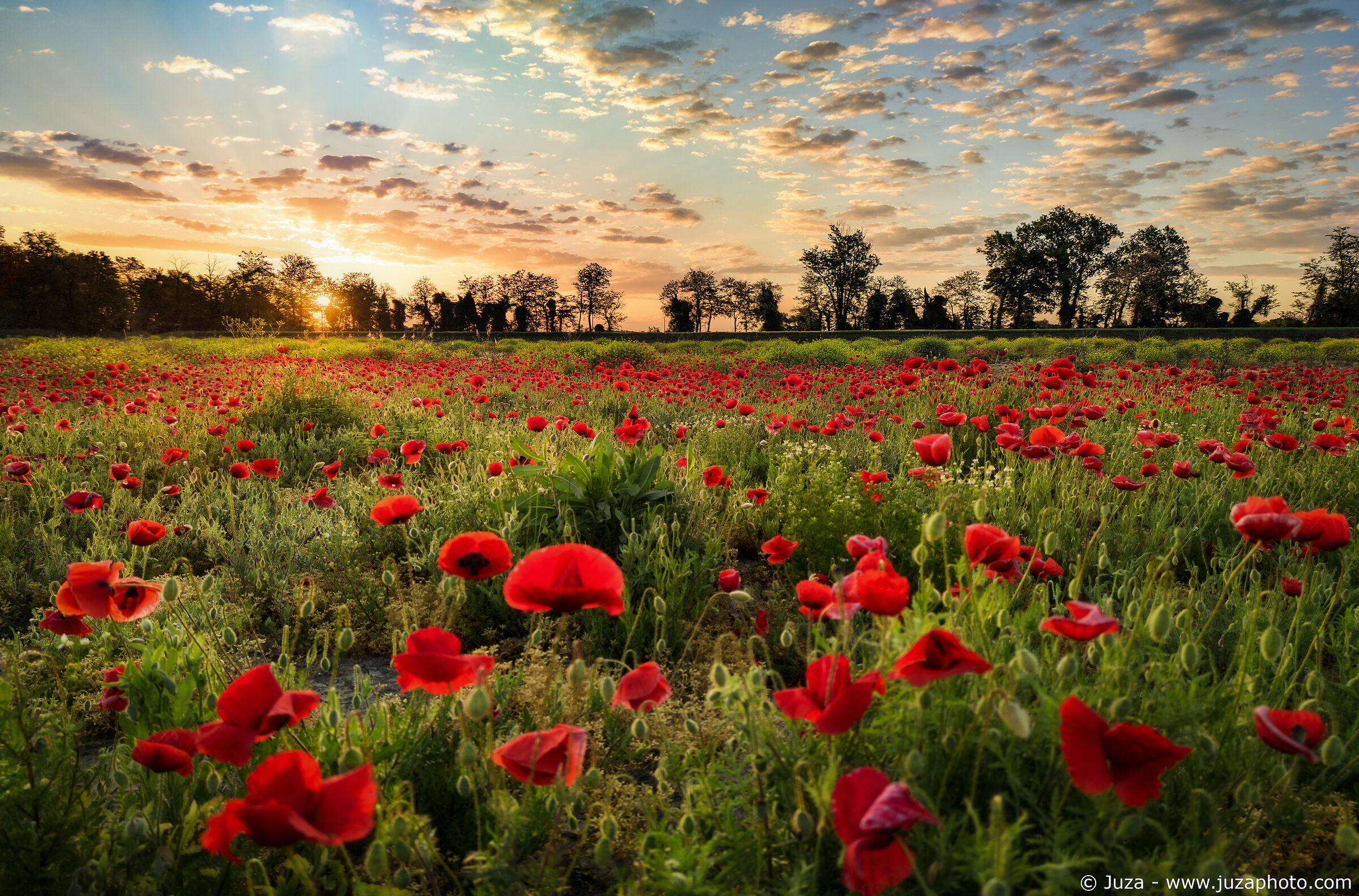 Mille papaveri rossi...