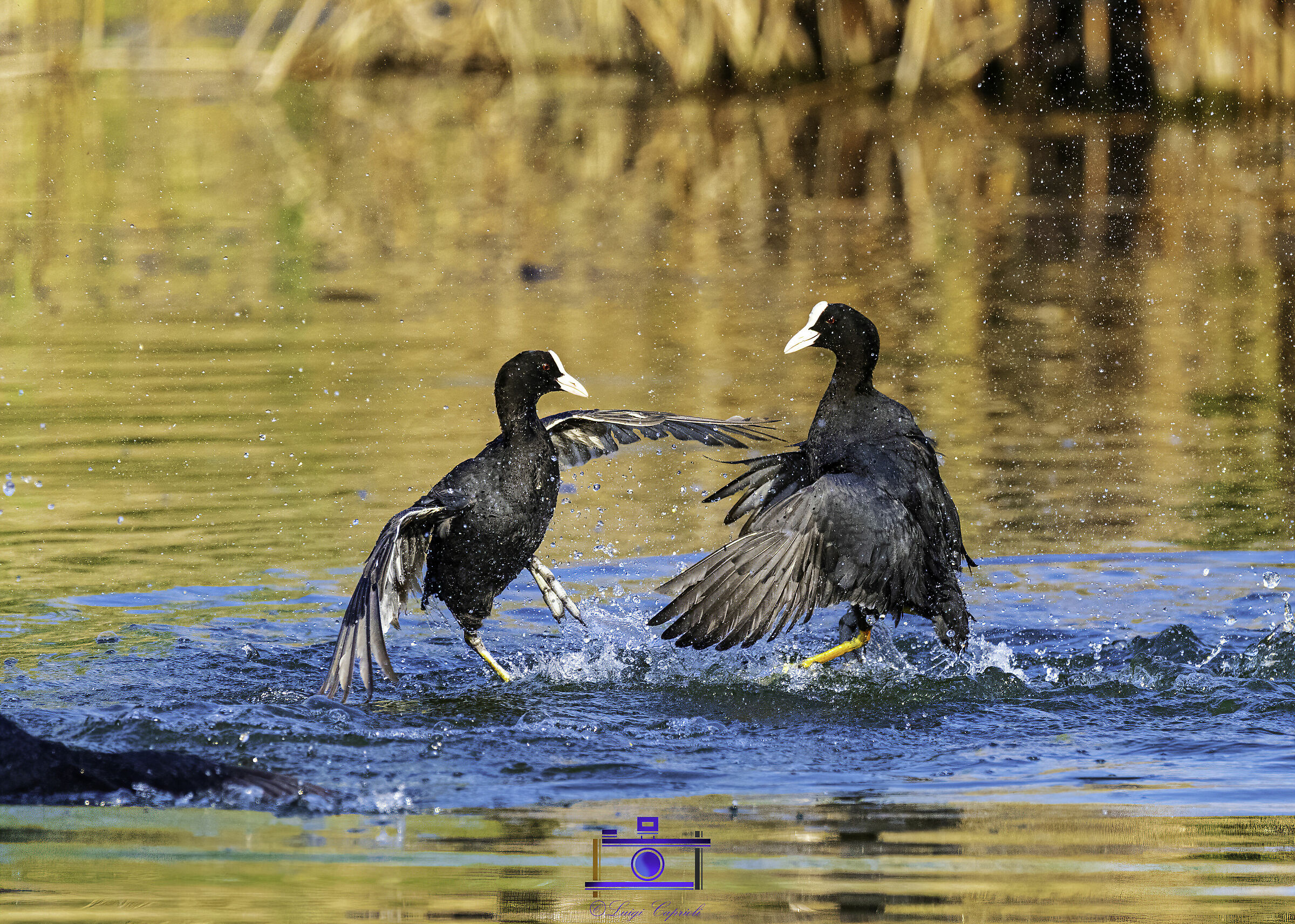 water games in peat bog