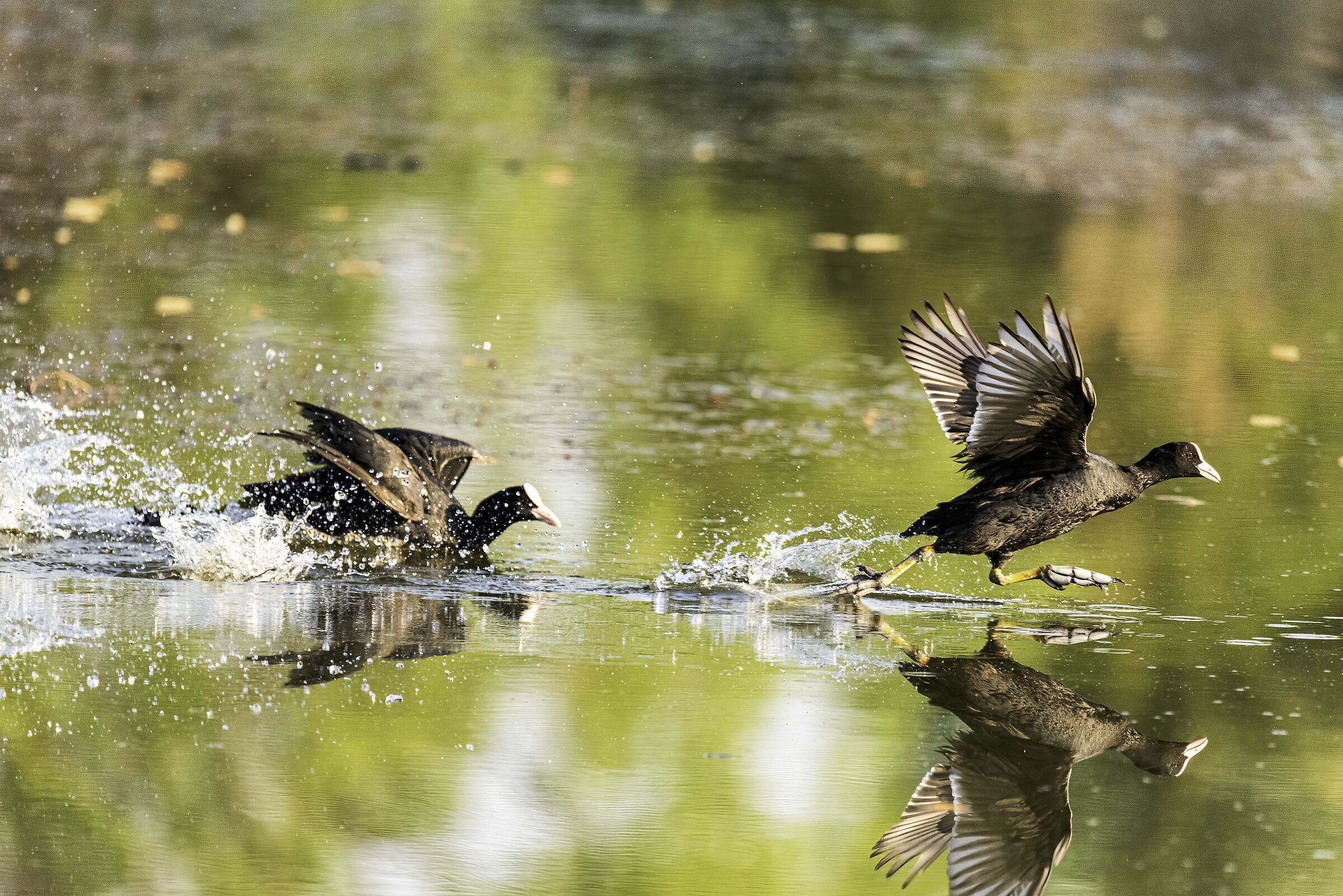 giochi d'acqua in torbiera