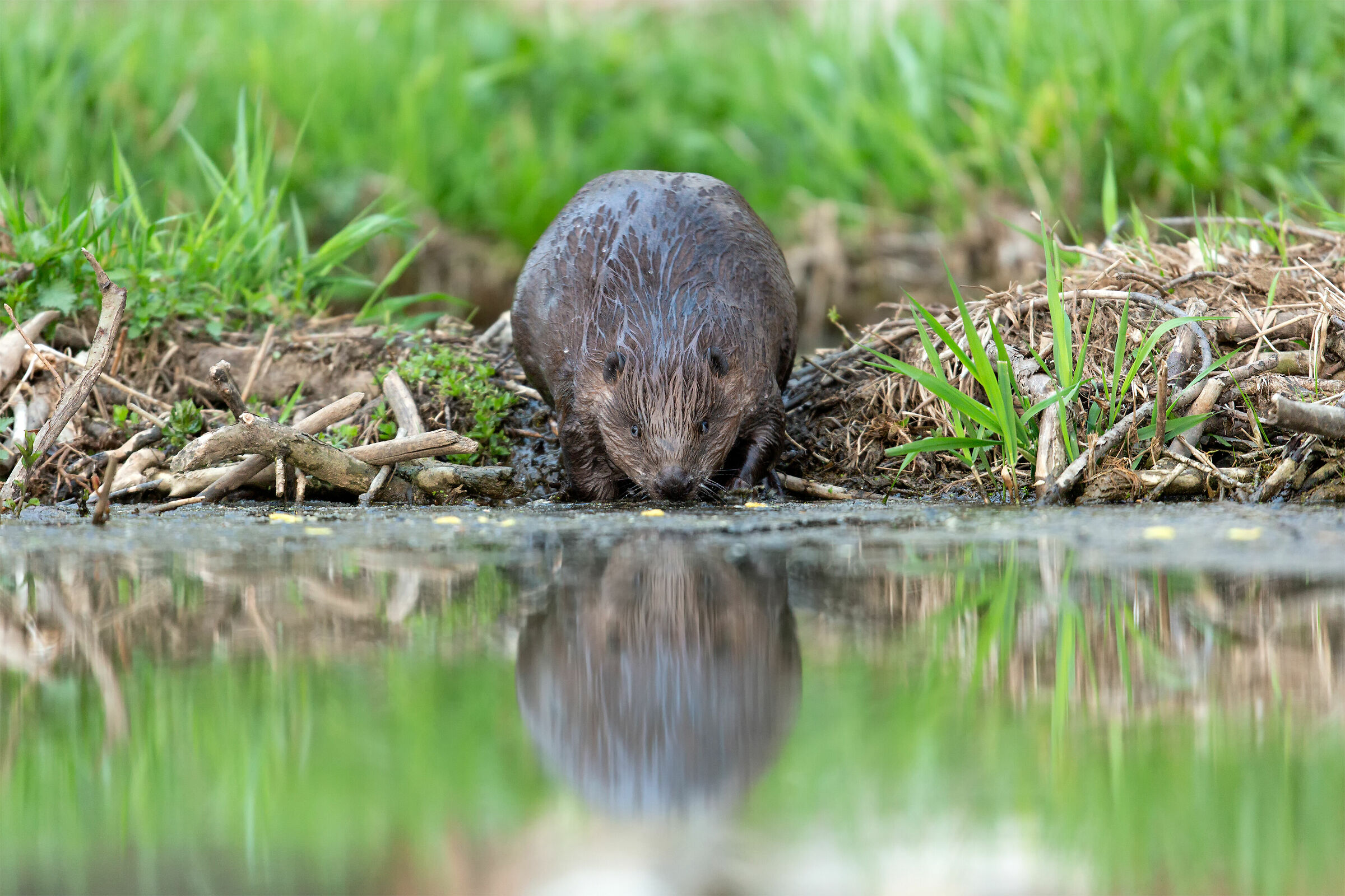 Castor fiber (European beaver)