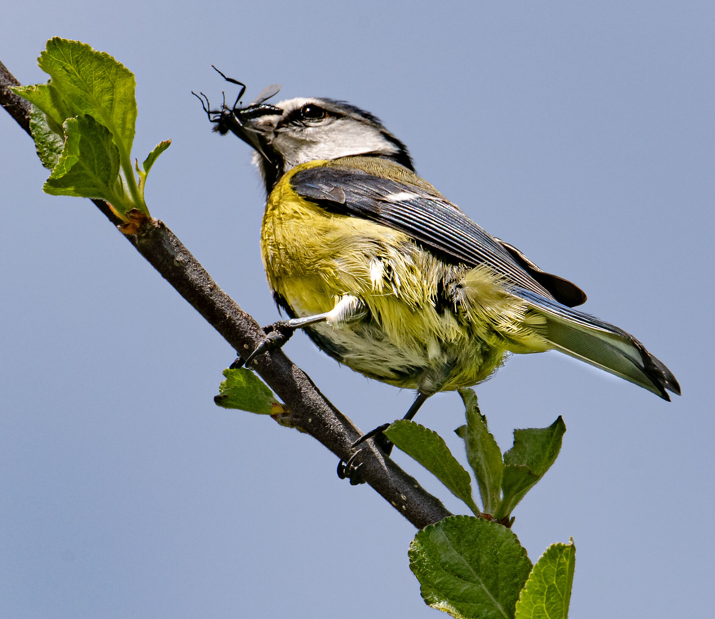 Cinciarella at lunch
