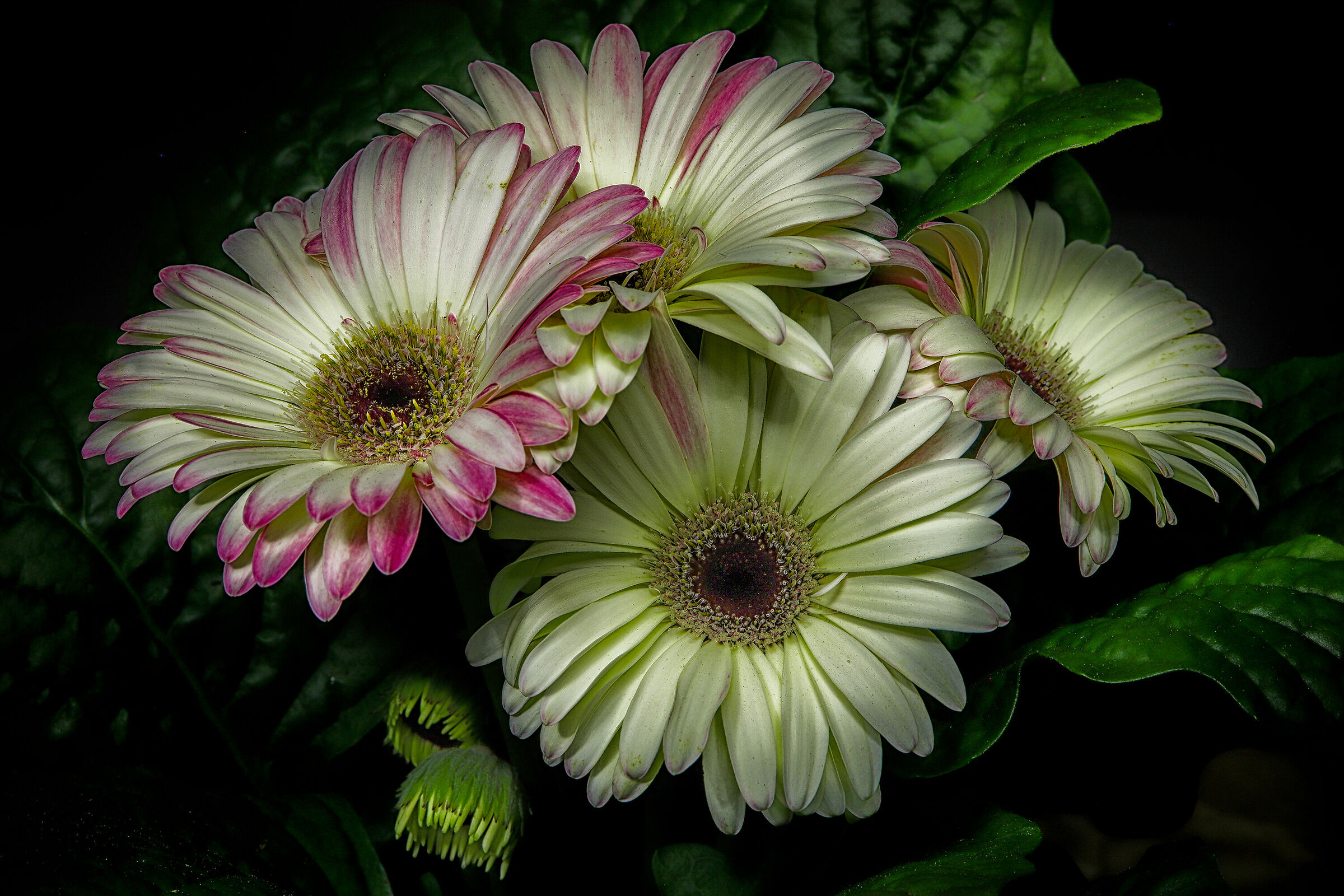 Amazing Gerbera