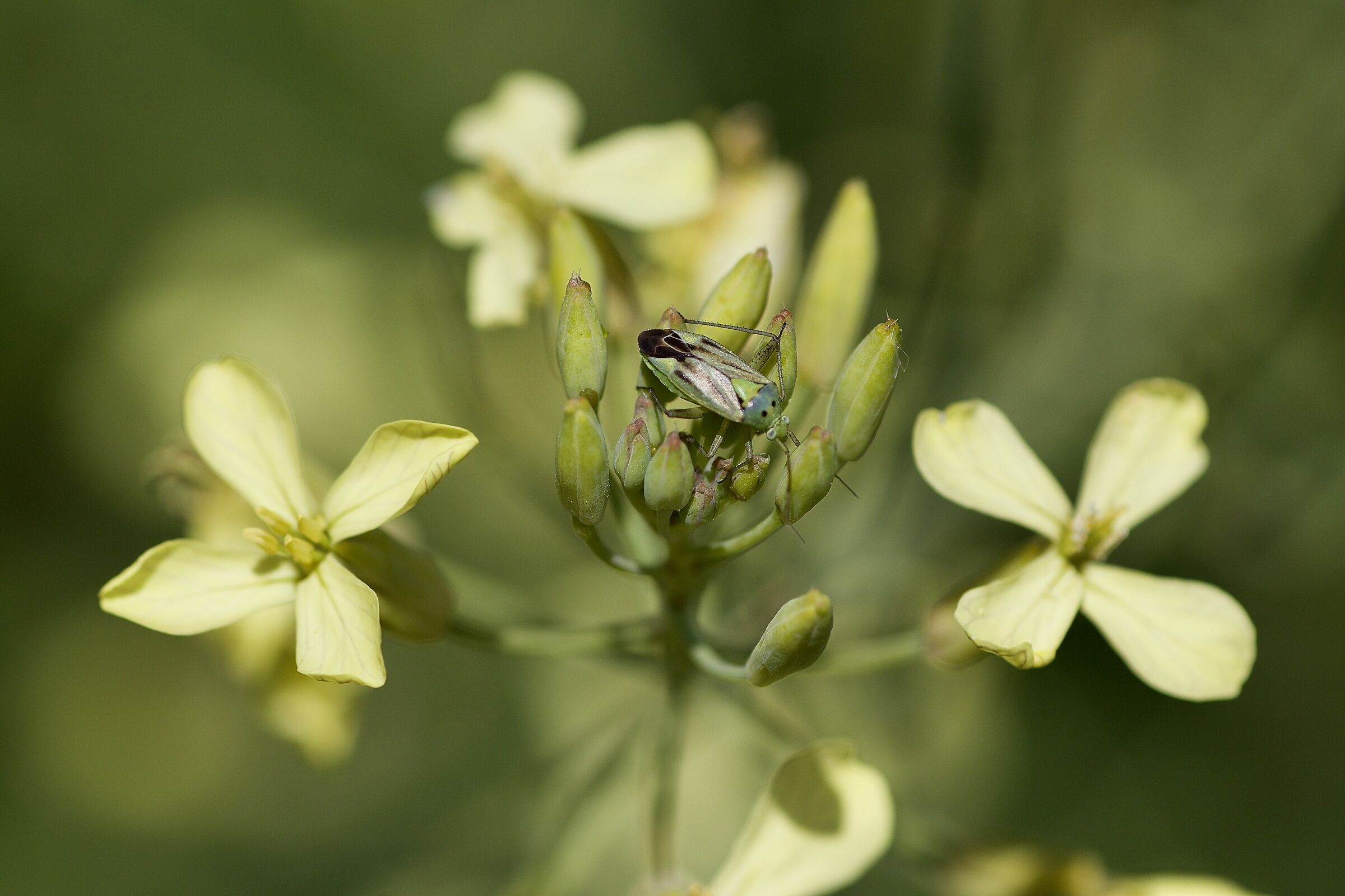 Norvegicus closterotomus