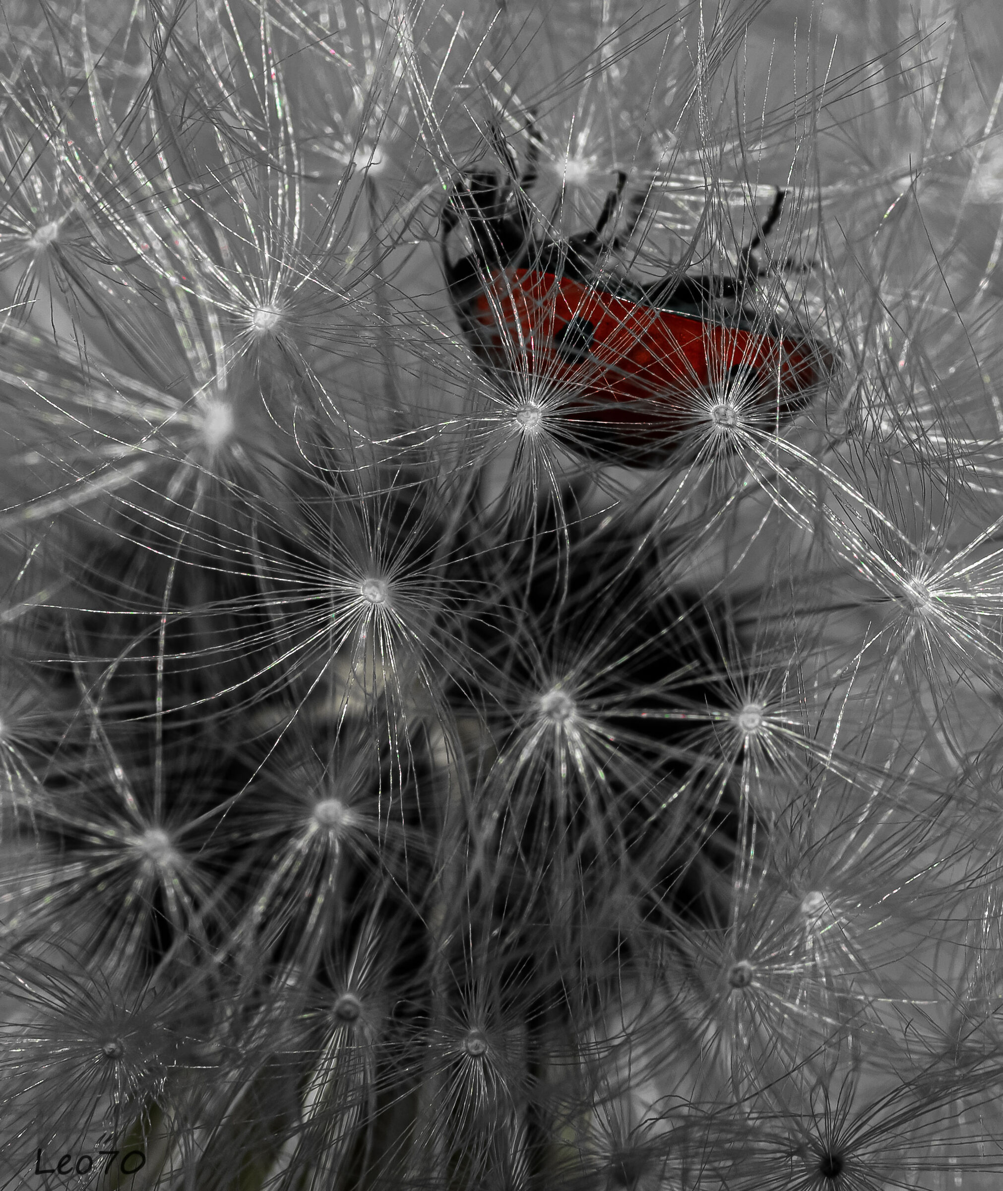 dentro al labirinto.....