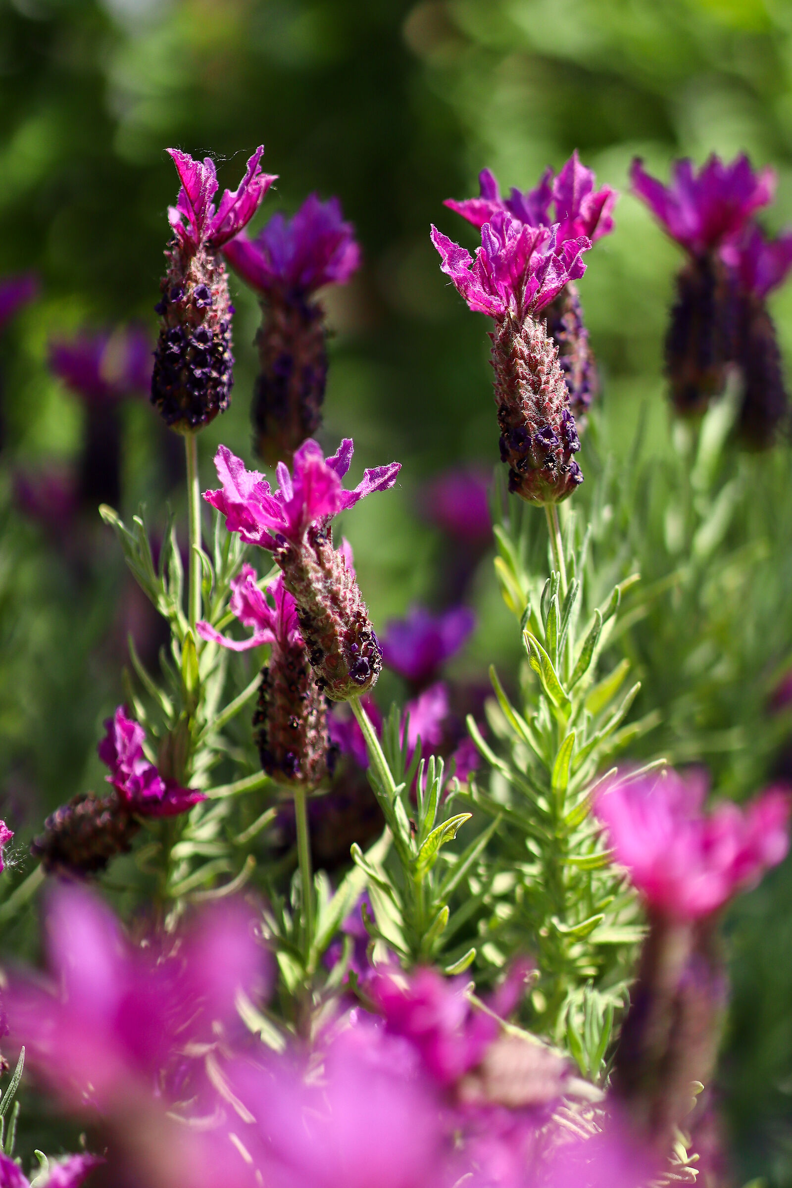 Pedunculate lavender