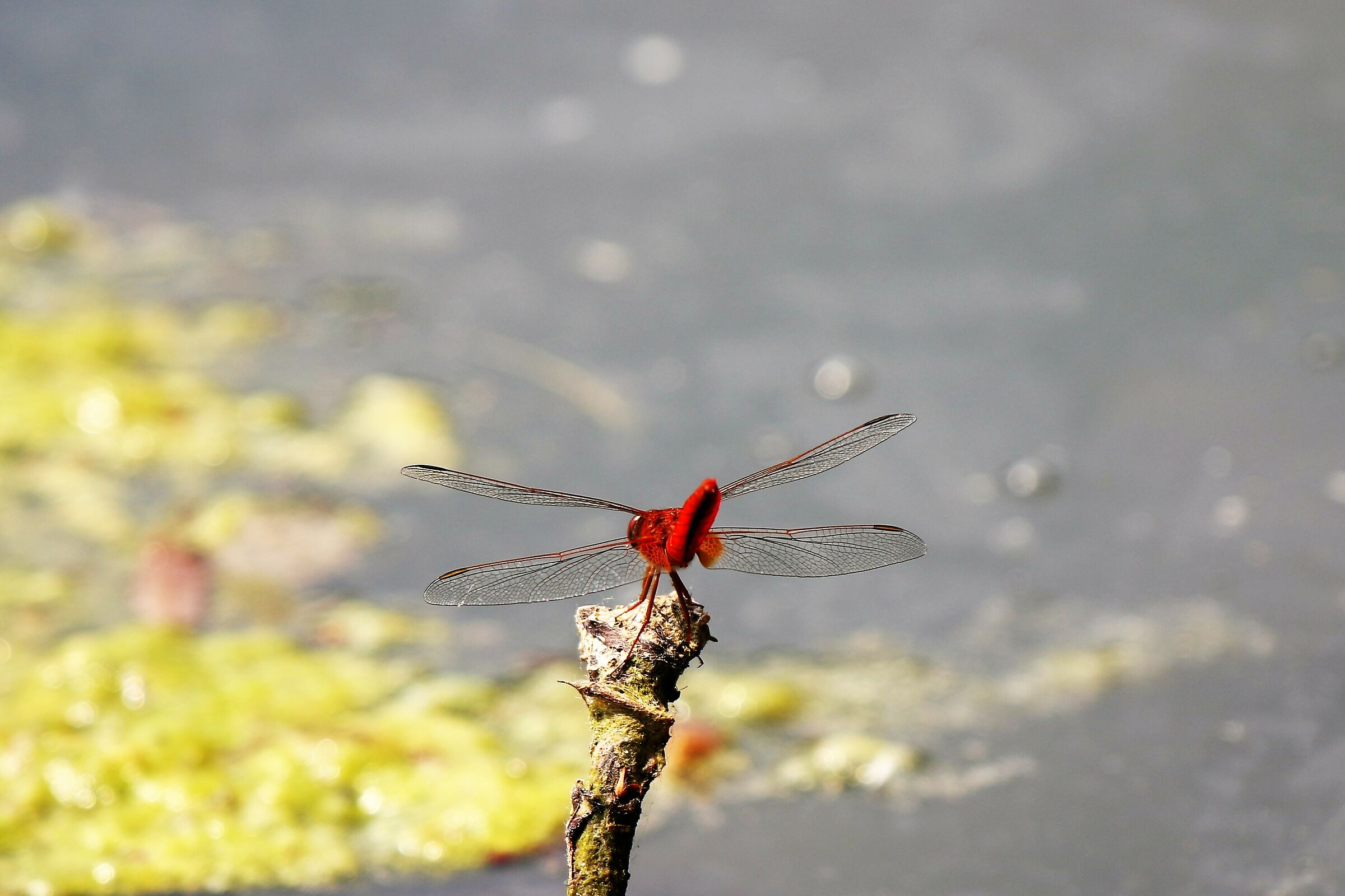 Dragonfly