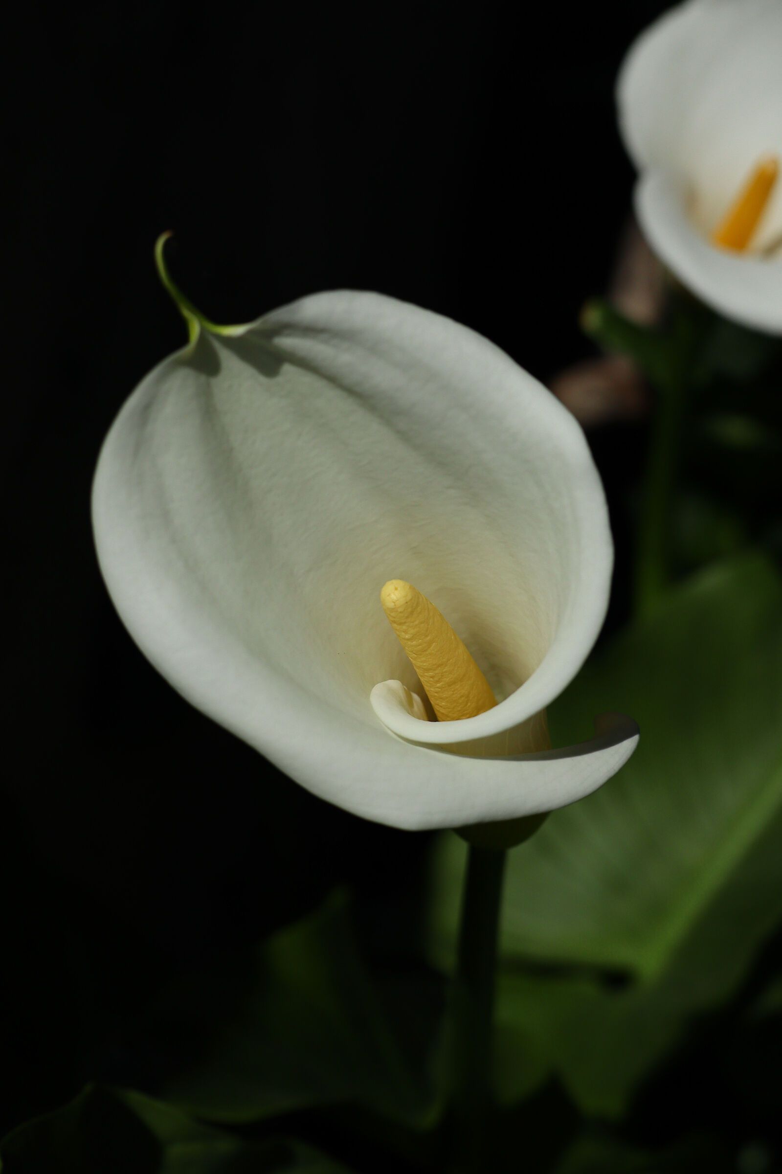 White Calla