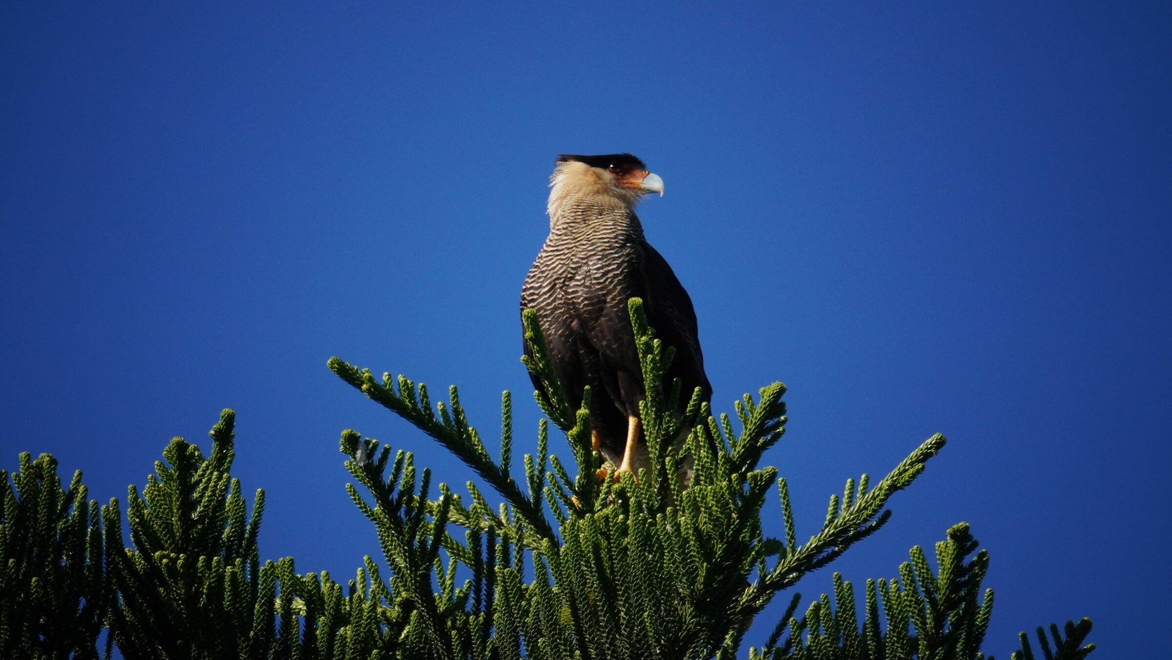 caracara