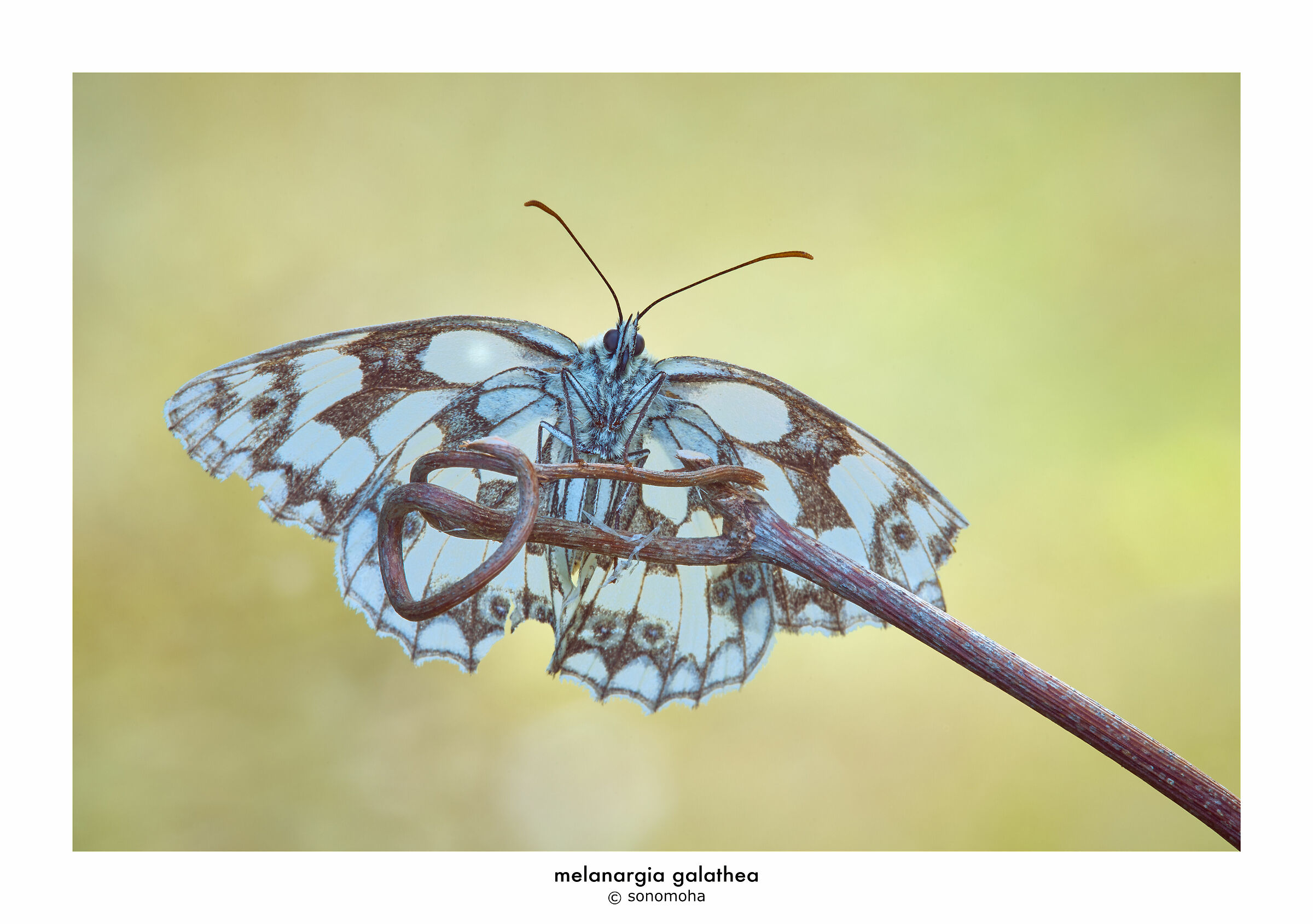 marbled white