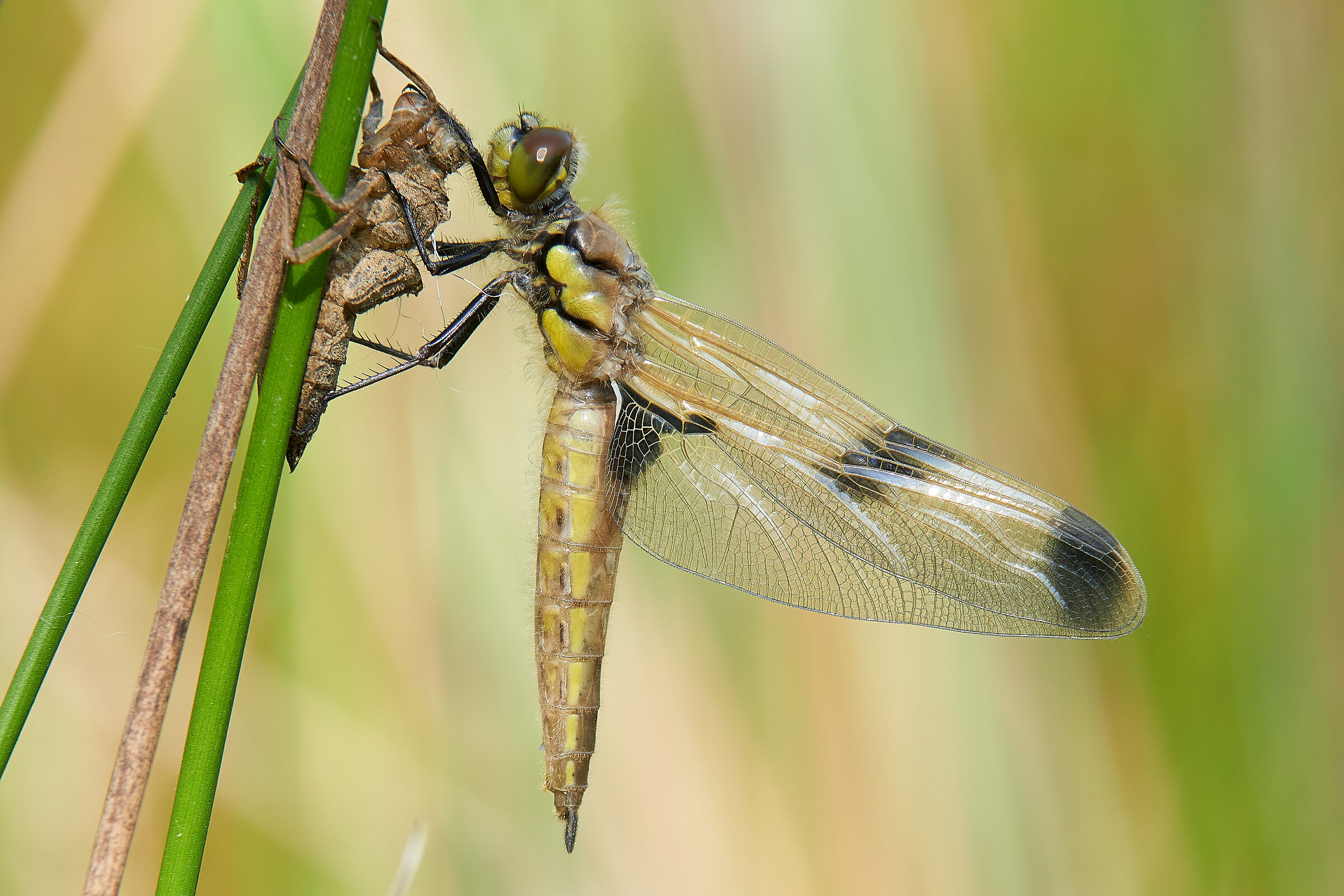 Neo-butterfly quadrimaculate dragonfly