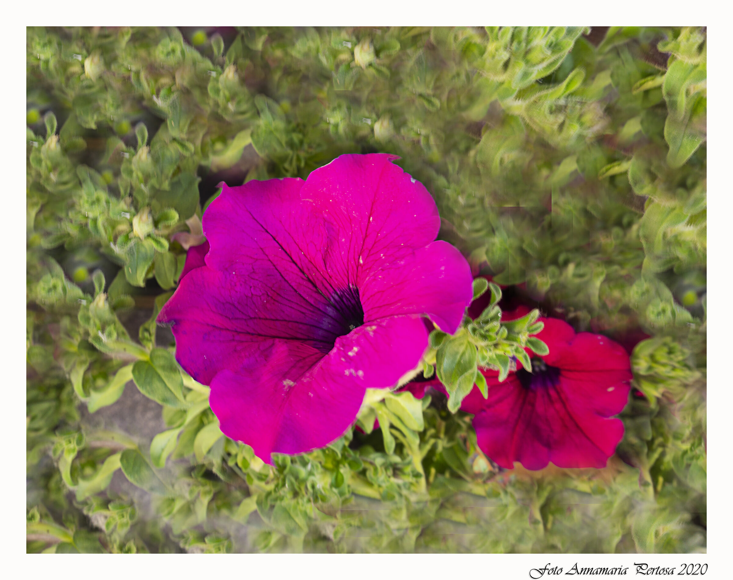 Torniamo agli amati fiori da giardino
