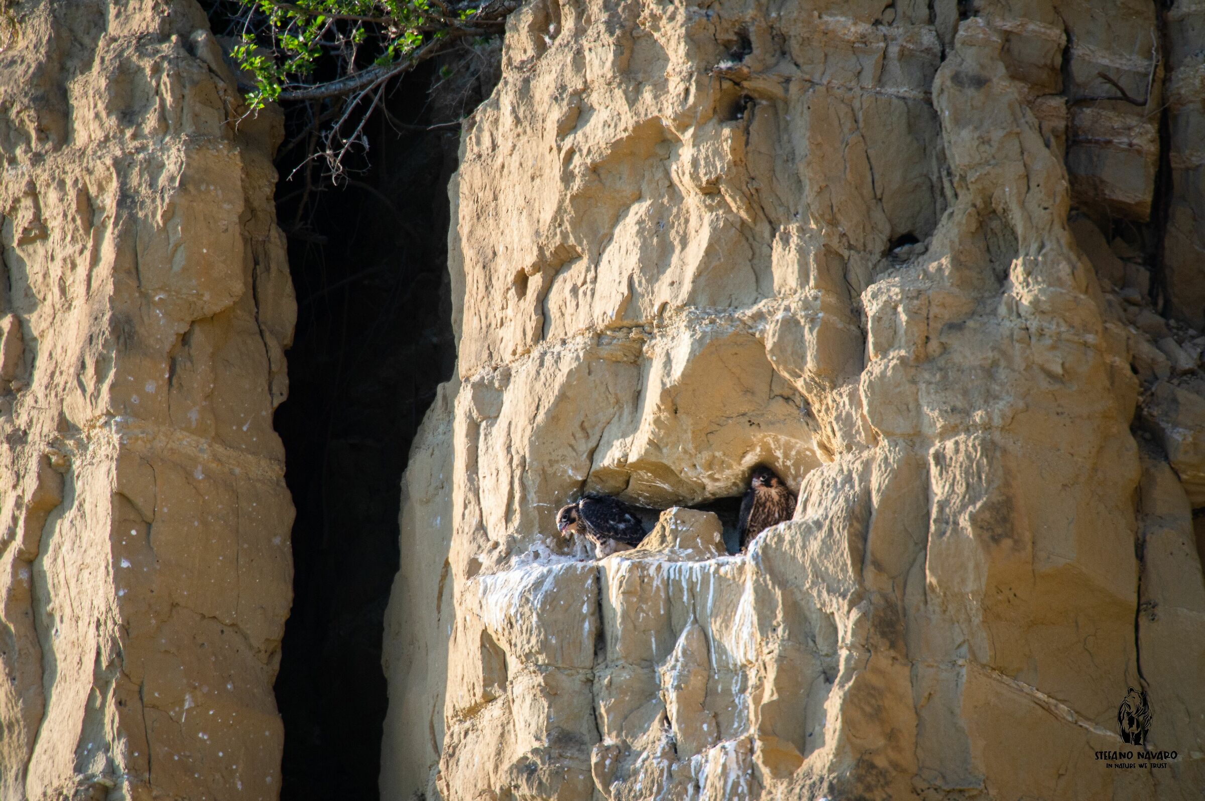 Pulli di Pellegerino