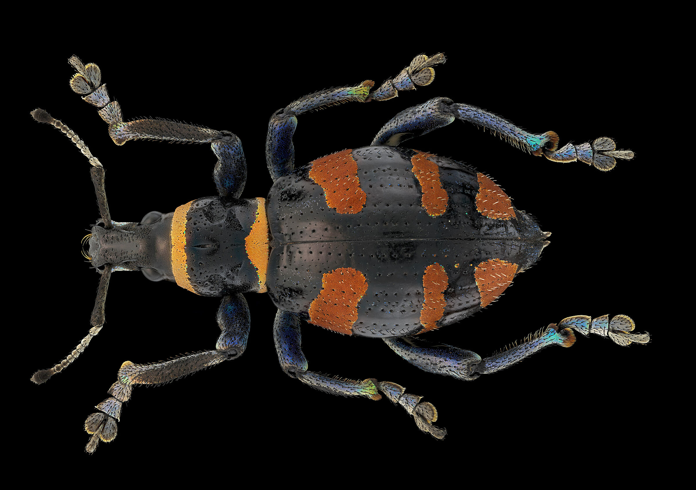 Polycatus aurofasciatus