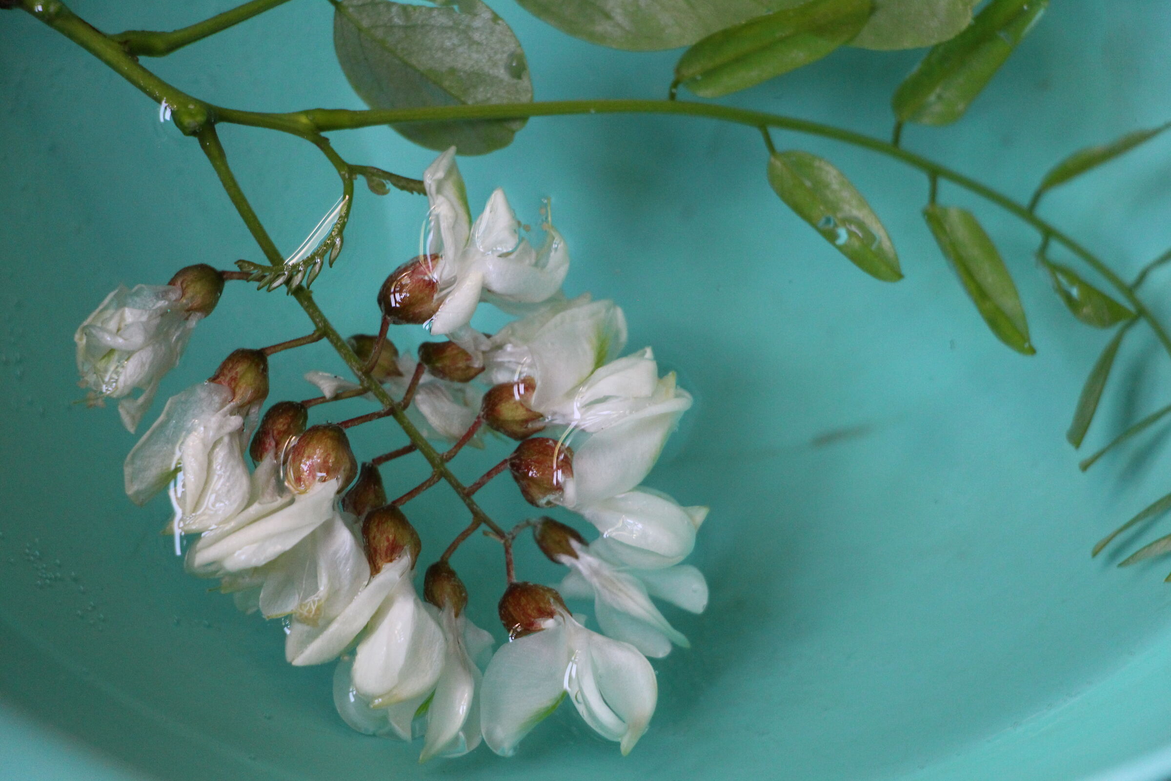 robinia